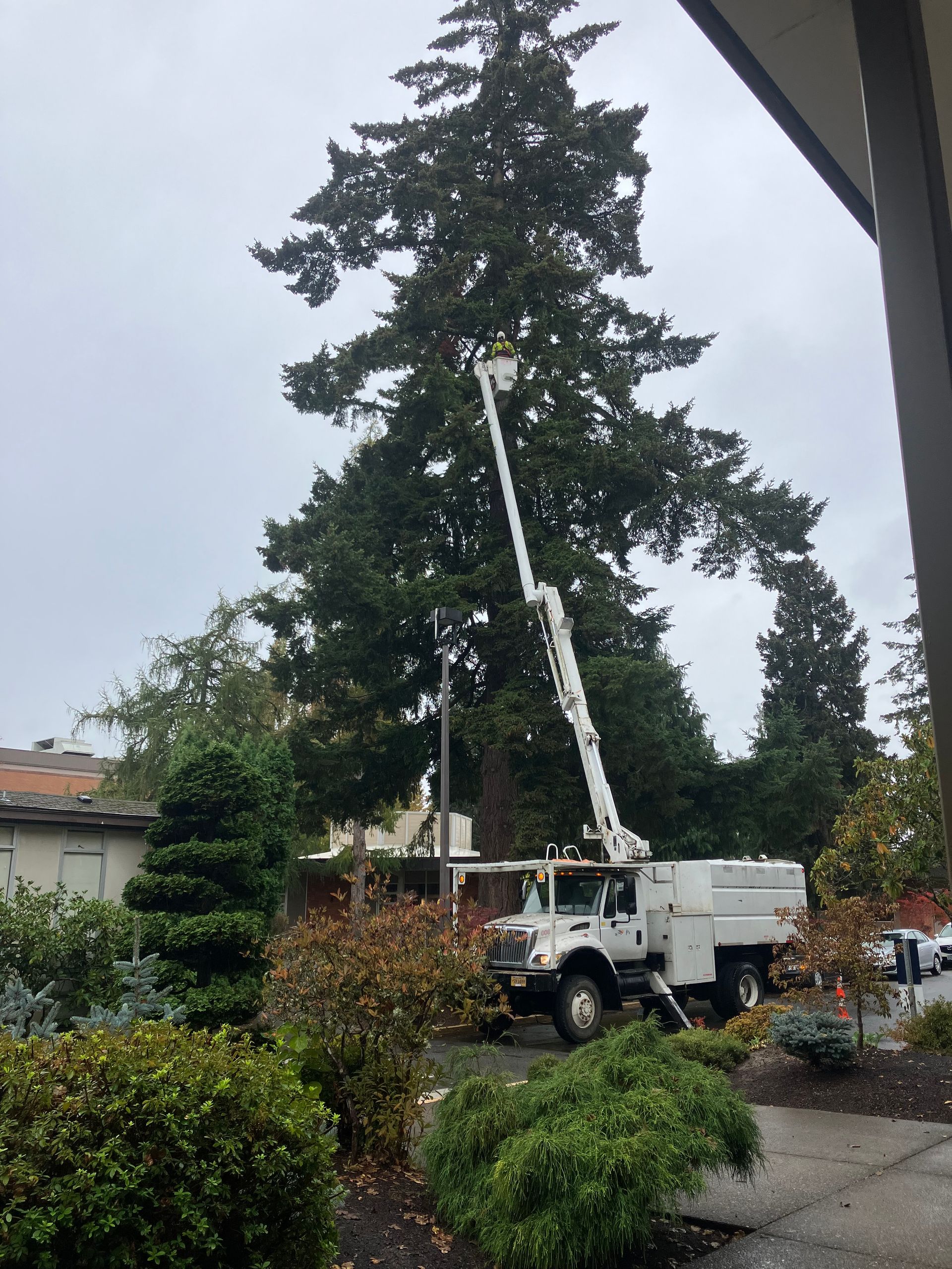 A white truck with a crane attached to it is cutting a tree.