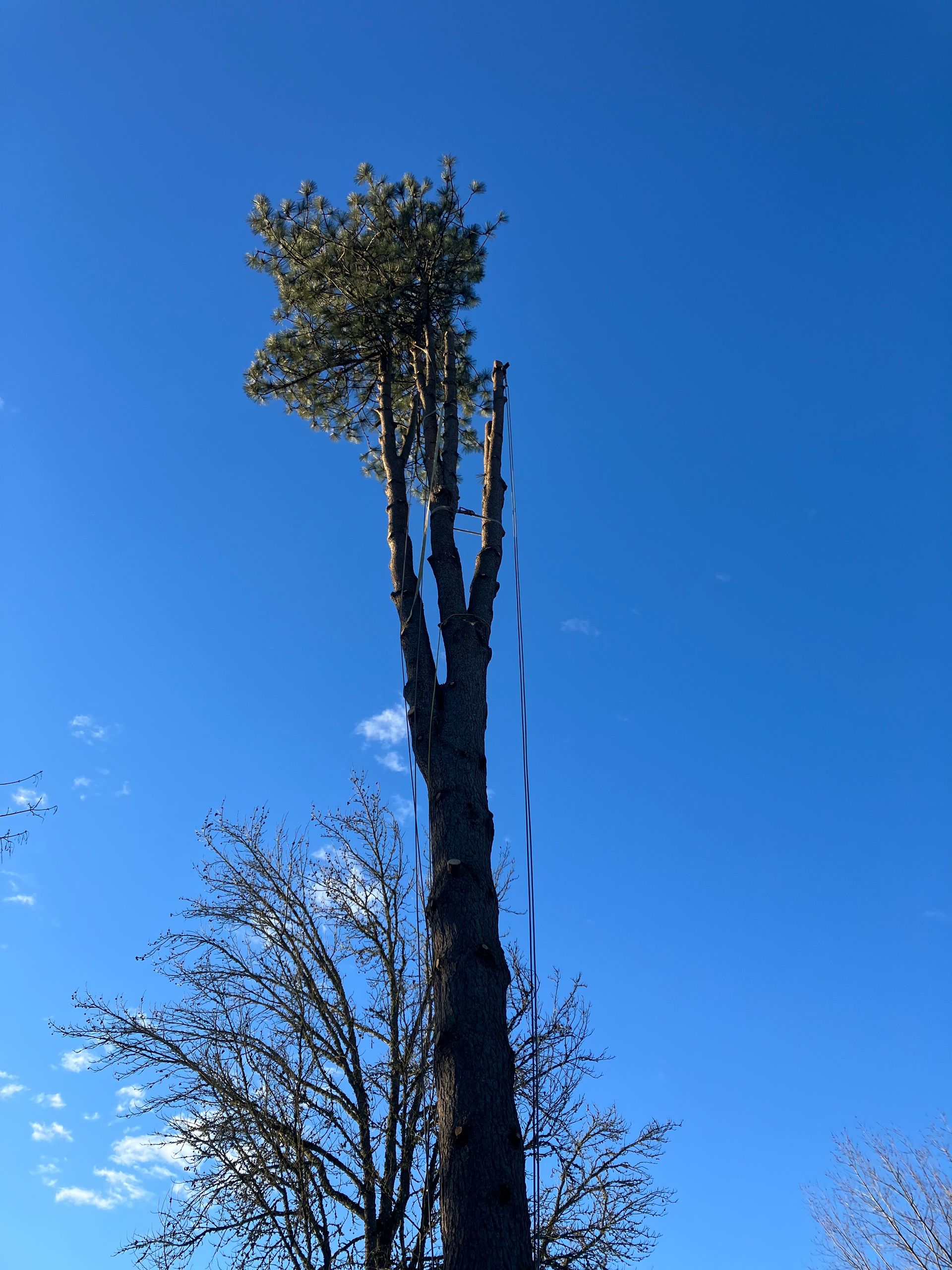 A tree with a blue sky in the background is being cut down.