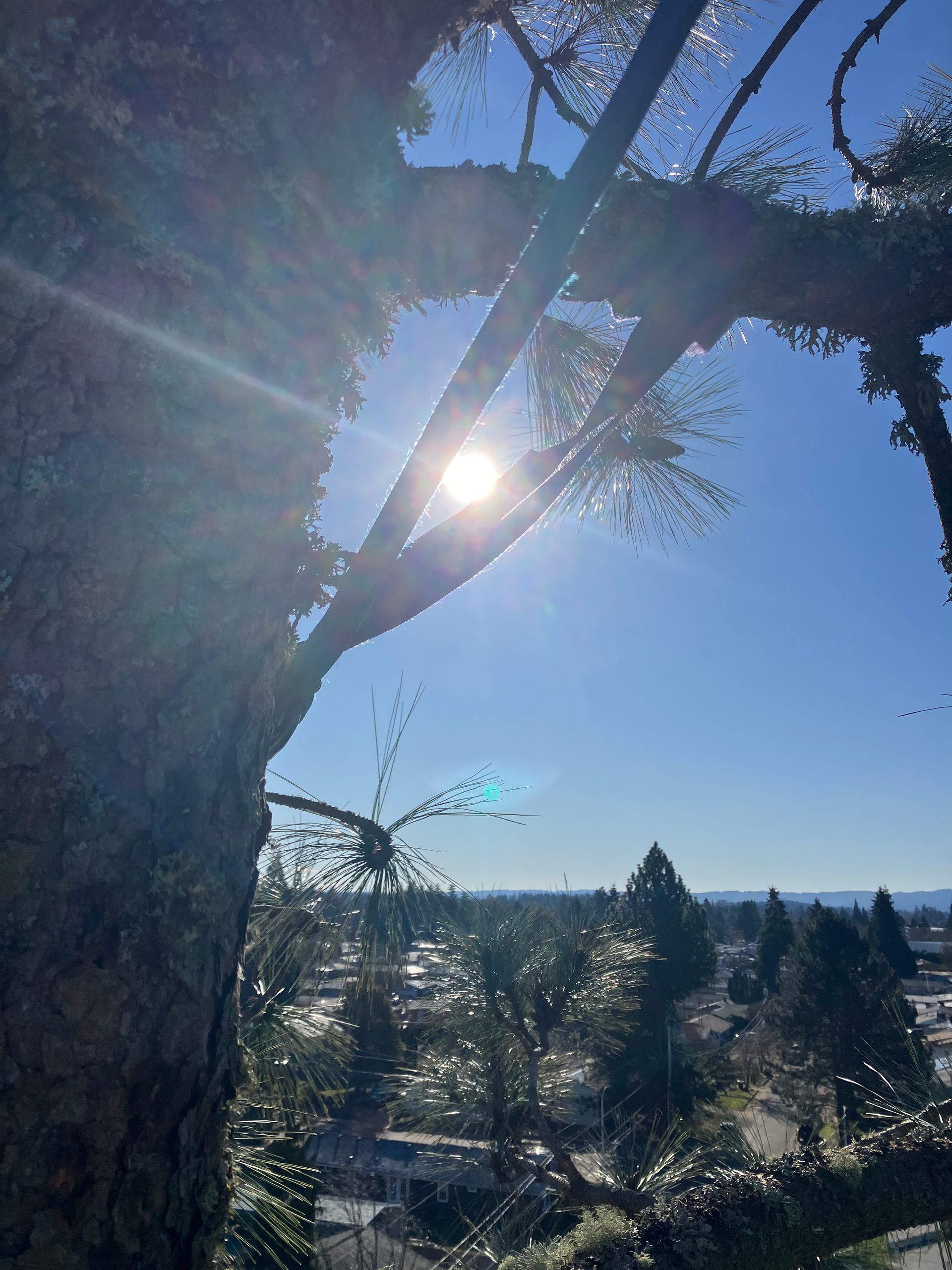 The sun is shining through the branches of a tree.