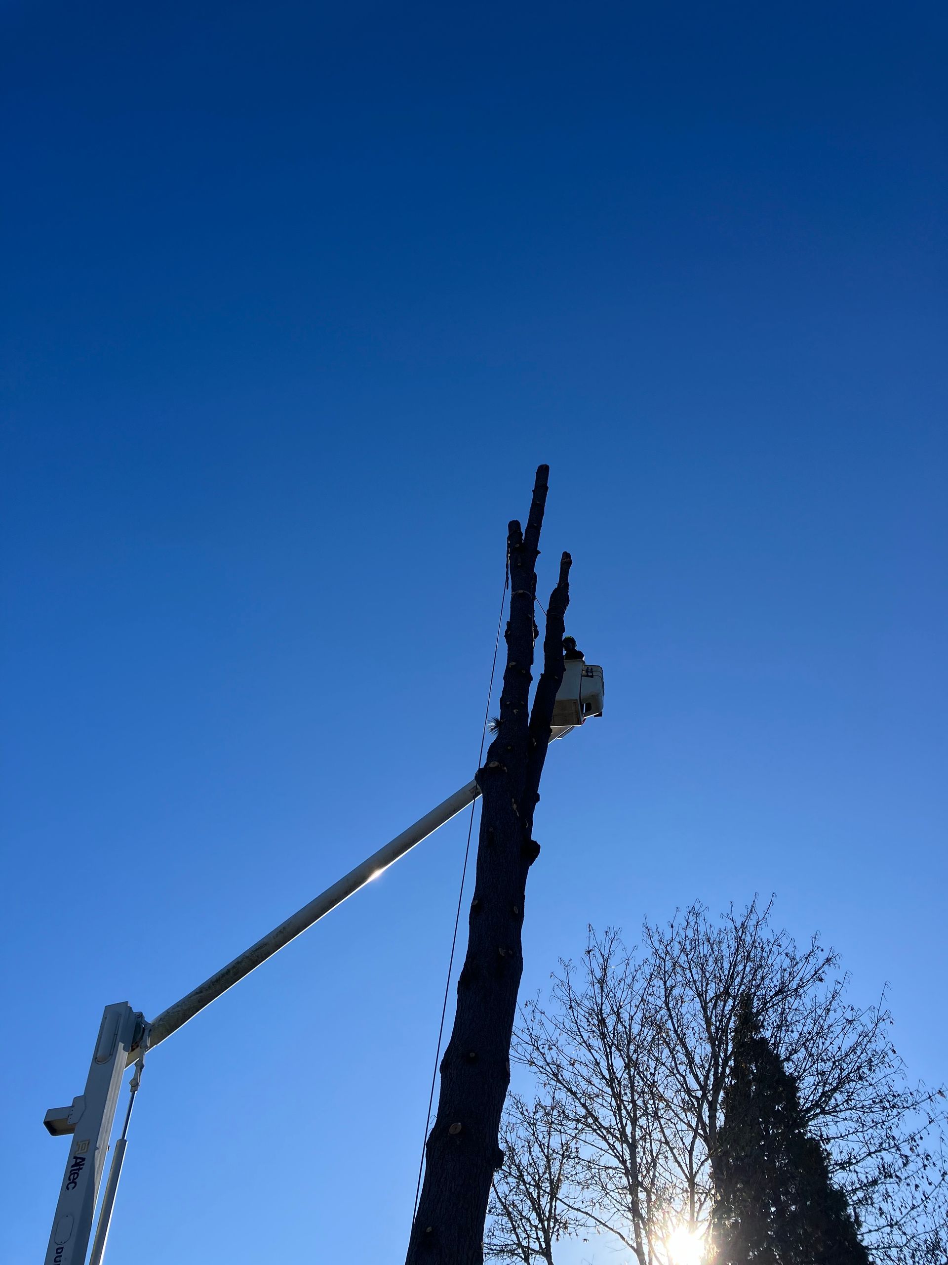 A crane is cutting a tree with the sun shining through it