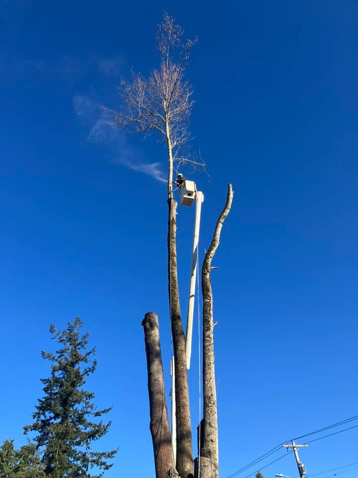 A man in a bucket is cutting down a tree.