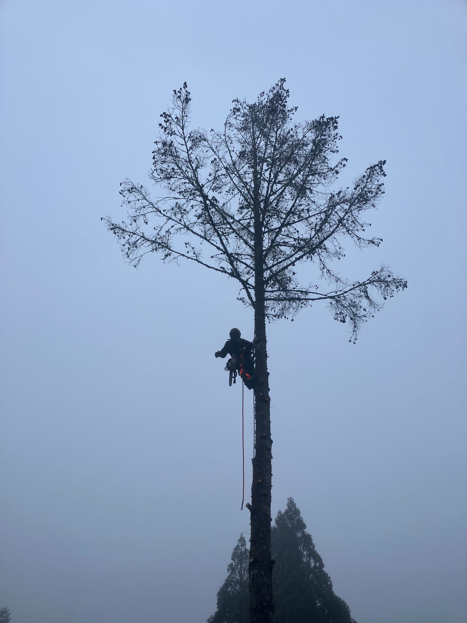 A man is climbing a tree in the fog