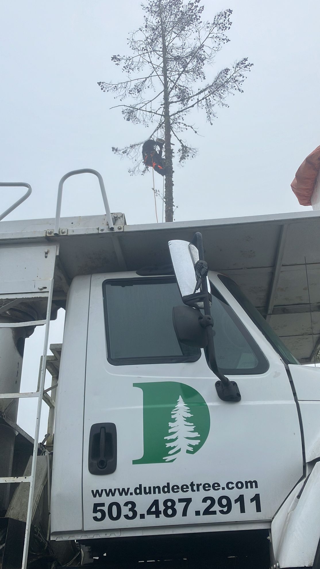 A white truck with a tree on top of it.