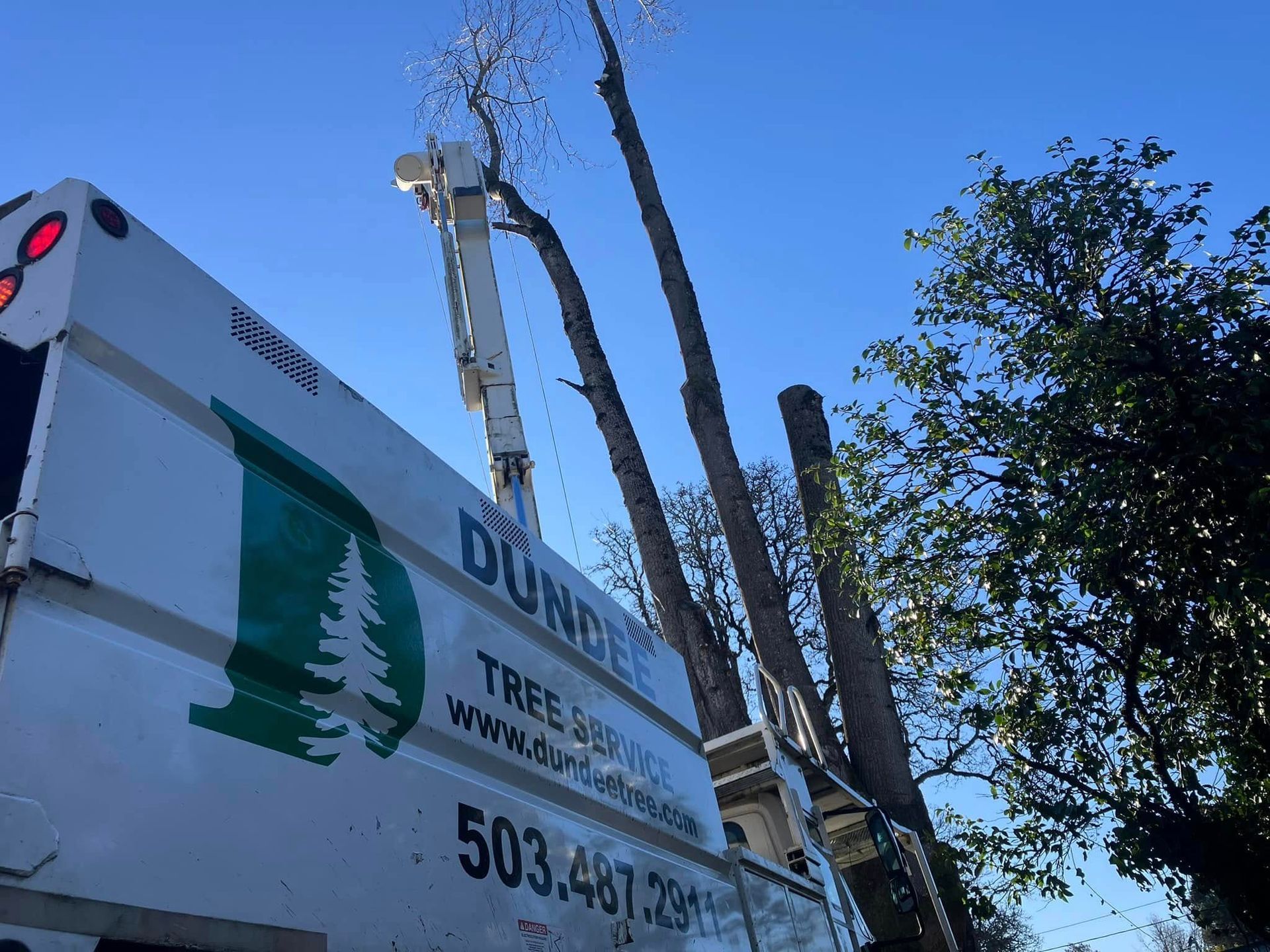 A dundee tree service truck is cutting a tree