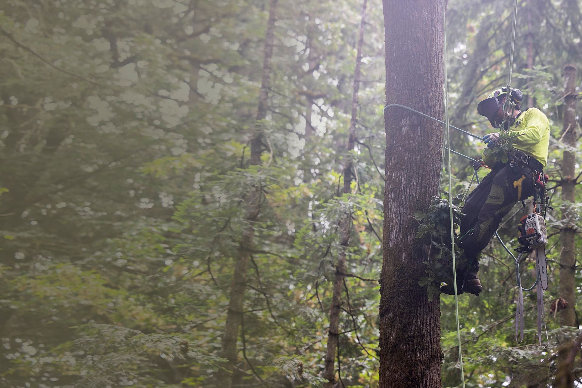 A man is cutting a tree with a chainsaw in the woods.