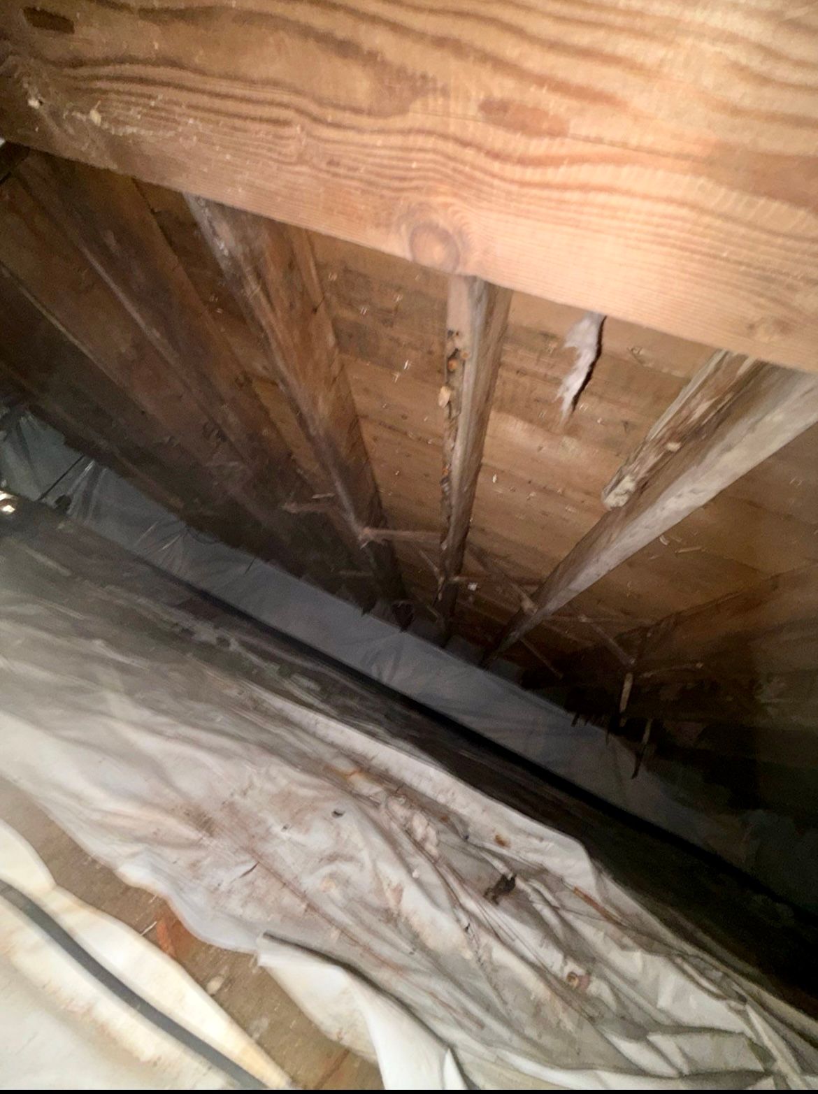 View from below of a crawl space with wood beams, plastic sheeting, and possible mold.