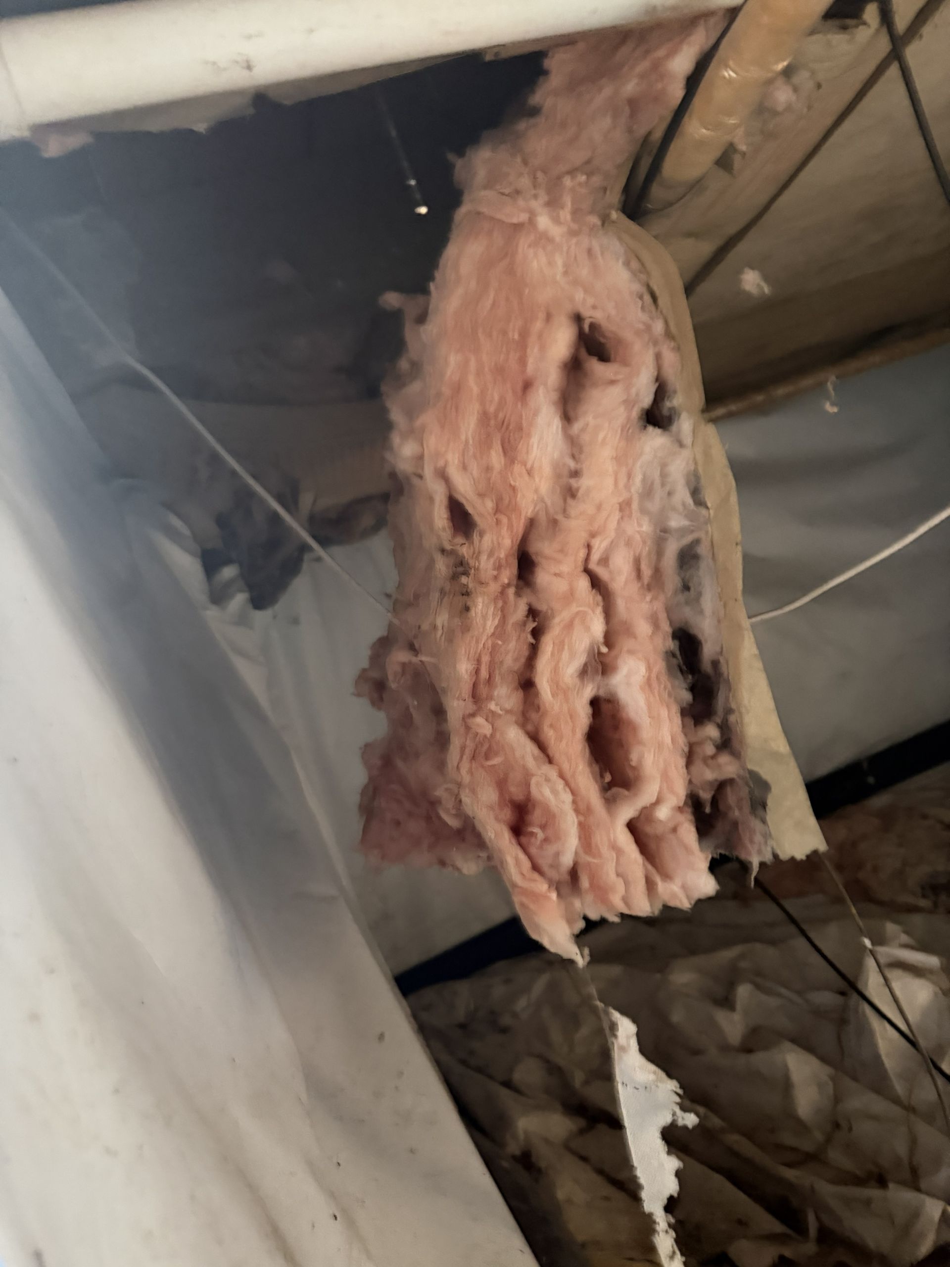 Pink insulation hanging from a ceiling with white plastic sheeting visible.