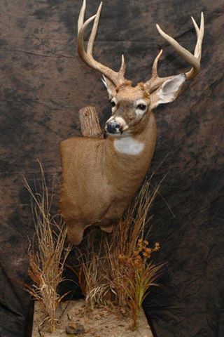 Shaw-s+Taxidermy_Deer