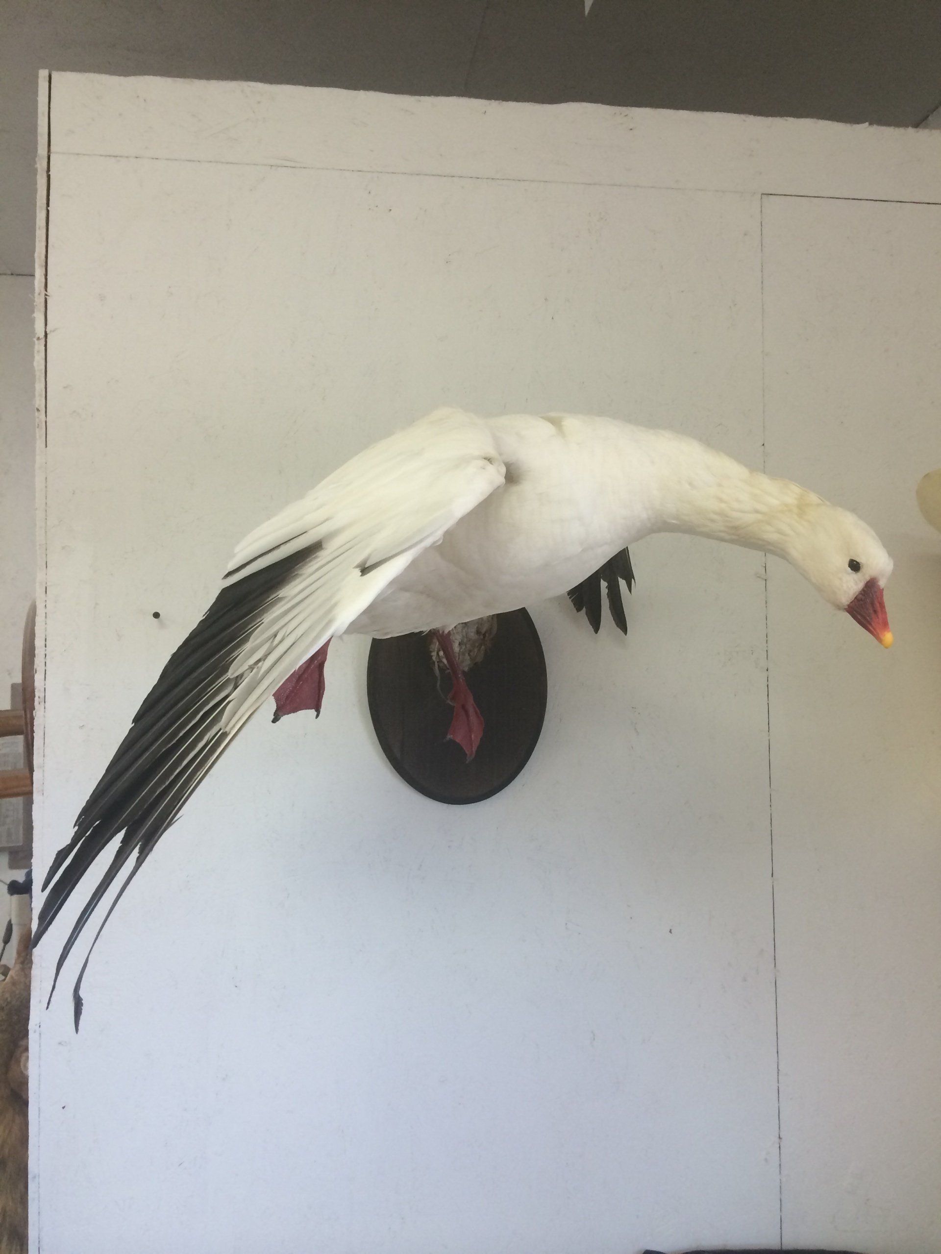 Shaw-s+Taxidermy_Gallery