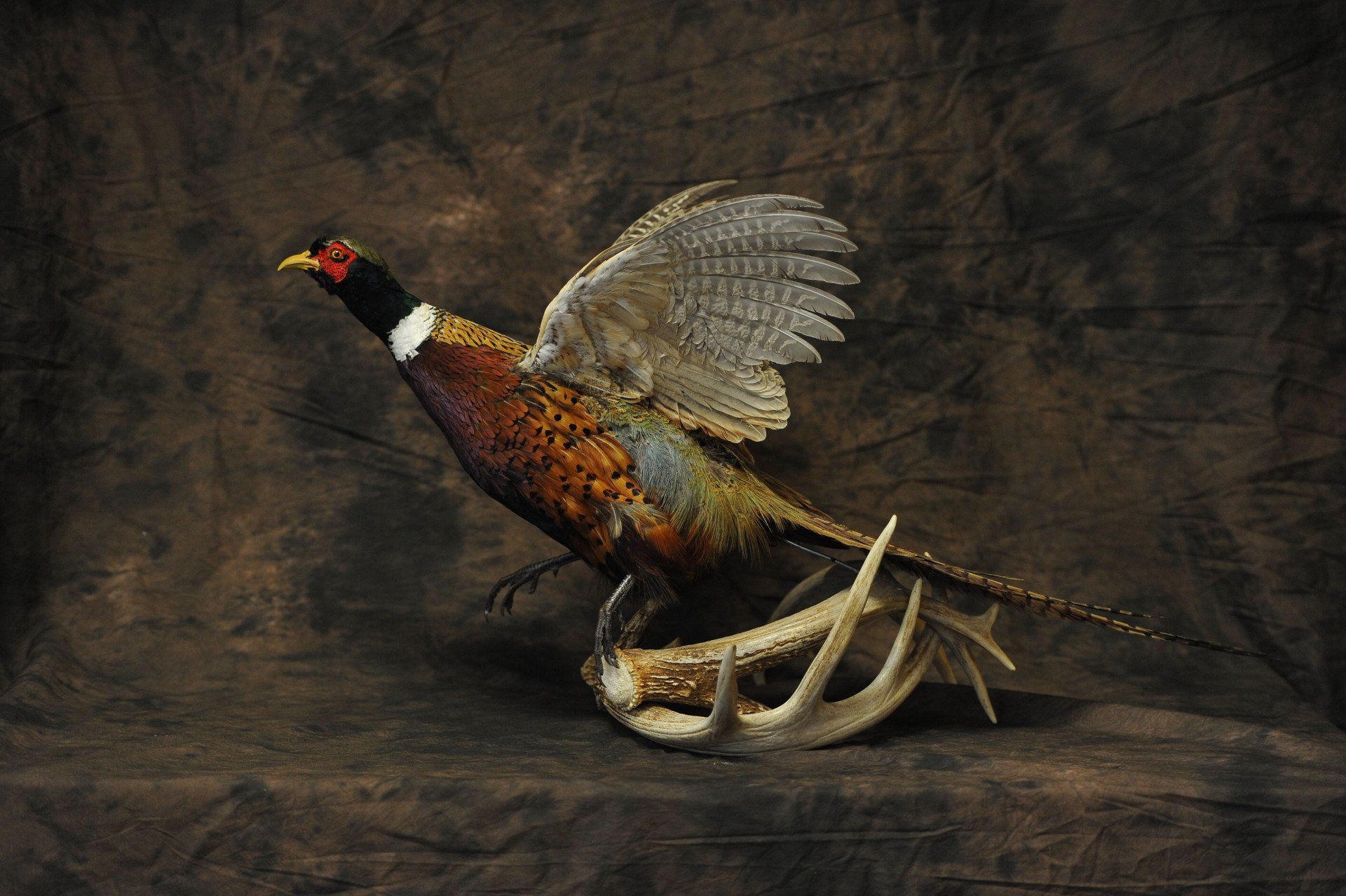 Shaw-s+Taxidermy_Gallery_Birsd