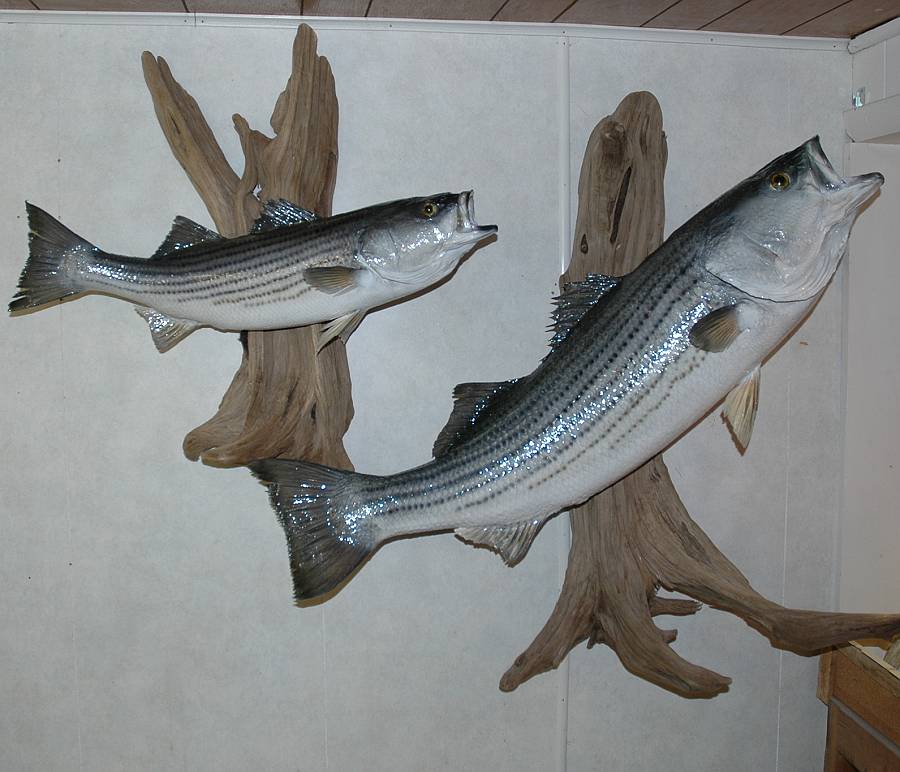 Shaw-s+Taxidermy_Gallery