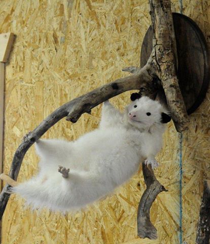 Shaw-s+Taxidermy_Gallery_small_mammals