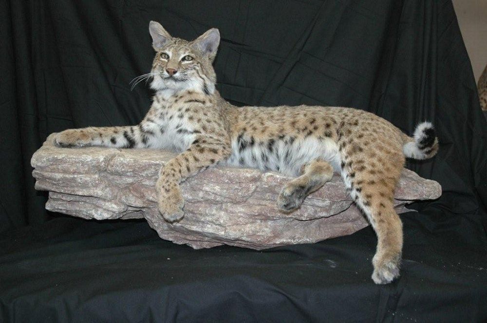 Shaw-s+Taxidermy_Gallery_small_mammals