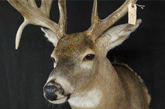 Shaw-s+Taxidermy_Home