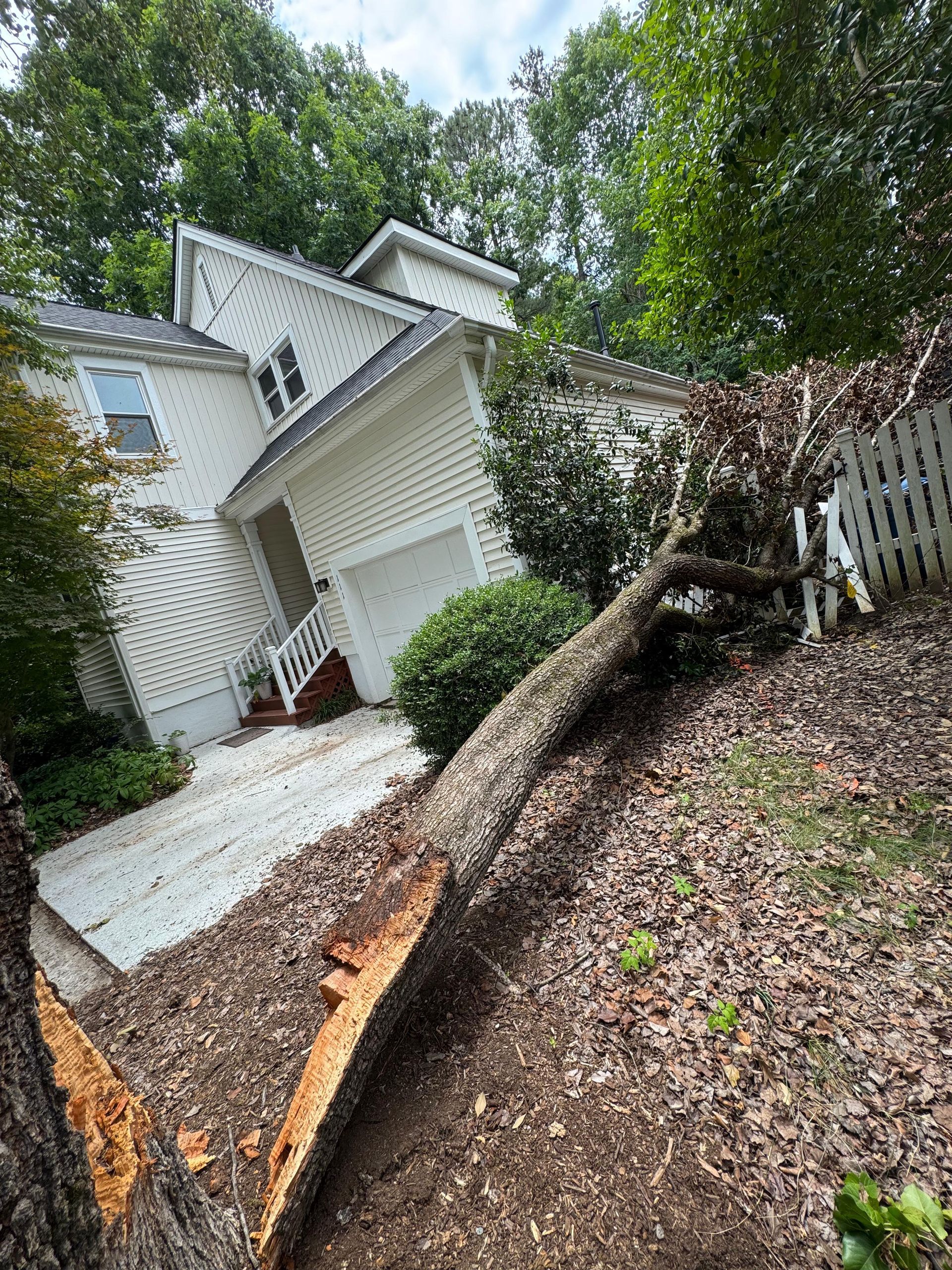 tree company