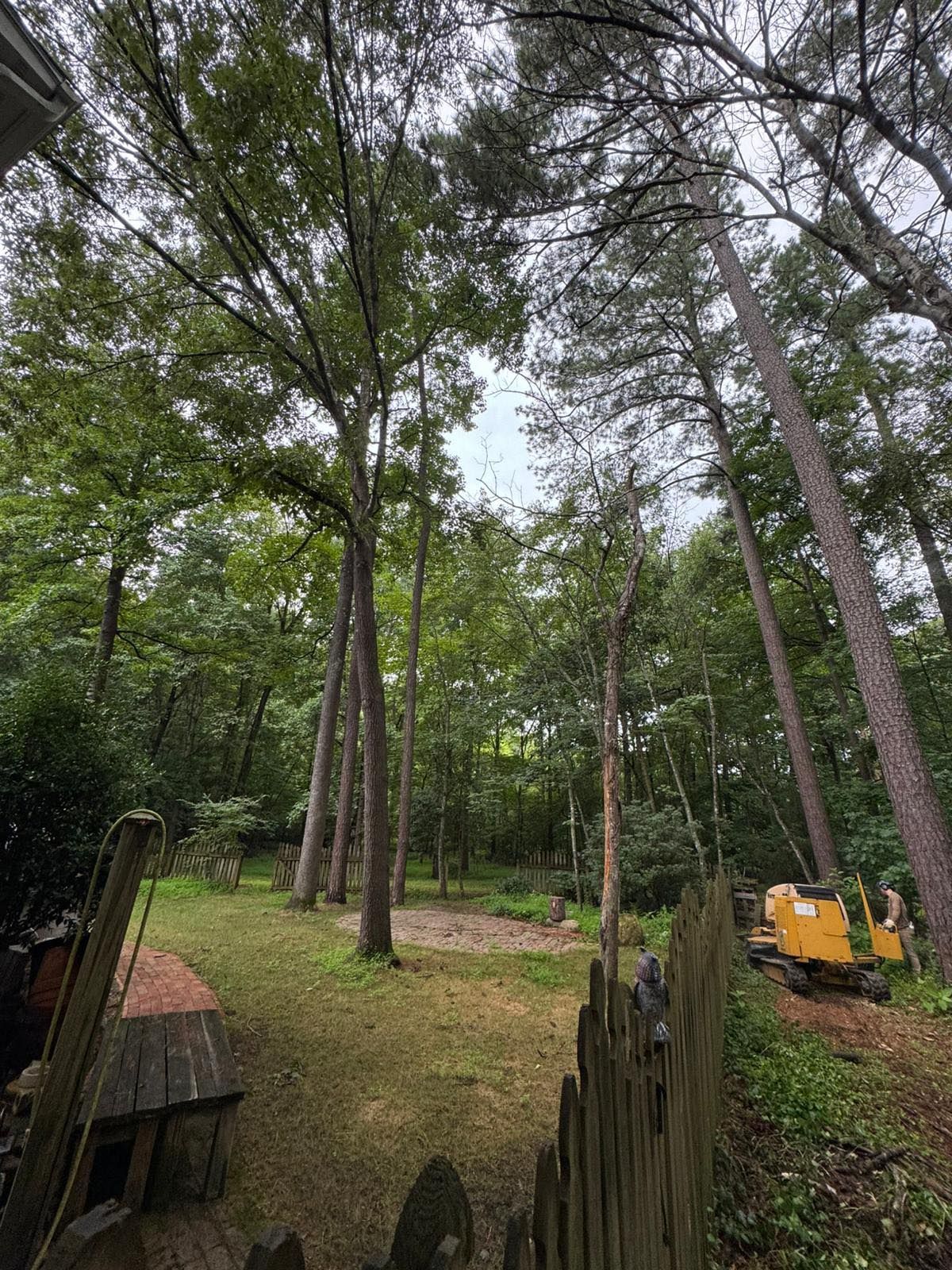 A backyard with tall trees. A wooden fence is in the foreground. - Before