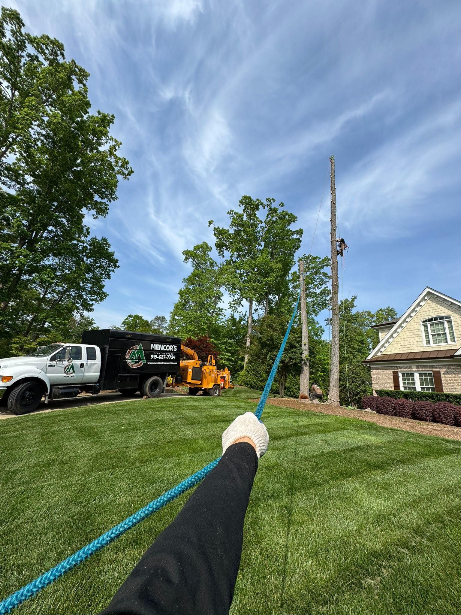 Person pulling a blue rope to guide a tree being felled near a truck, wood chipper, and house.