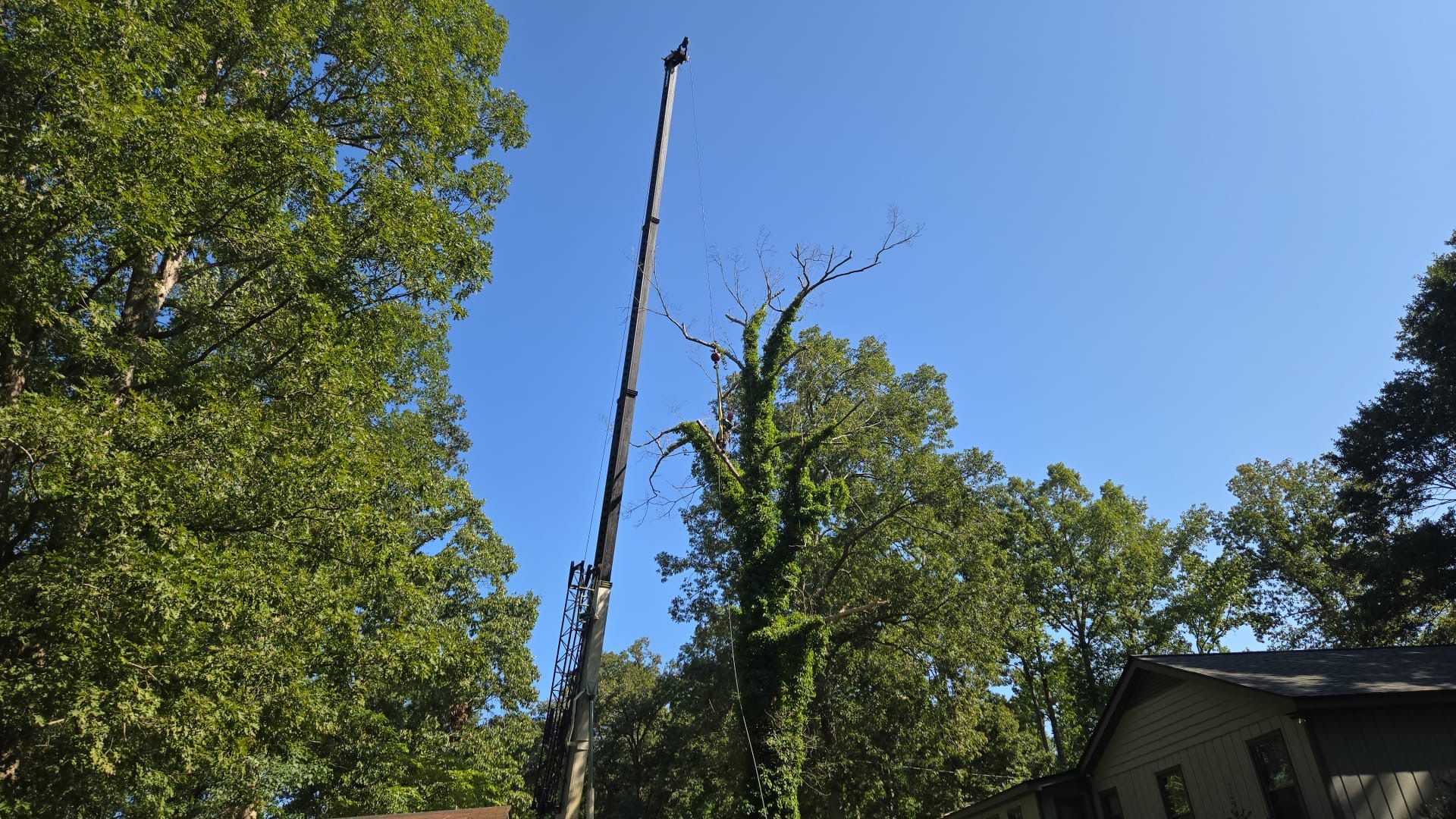 A crane is cutting a tree in front of a house.