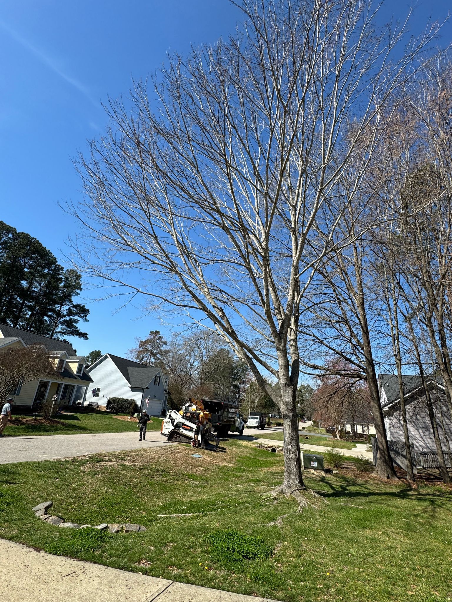 A tree with no leaves is being cut down in a residential area.