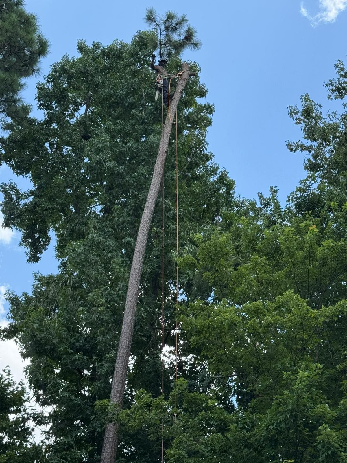 A person is high up in a tree cutting it down. The sky is blue, and there are other trees nearby.