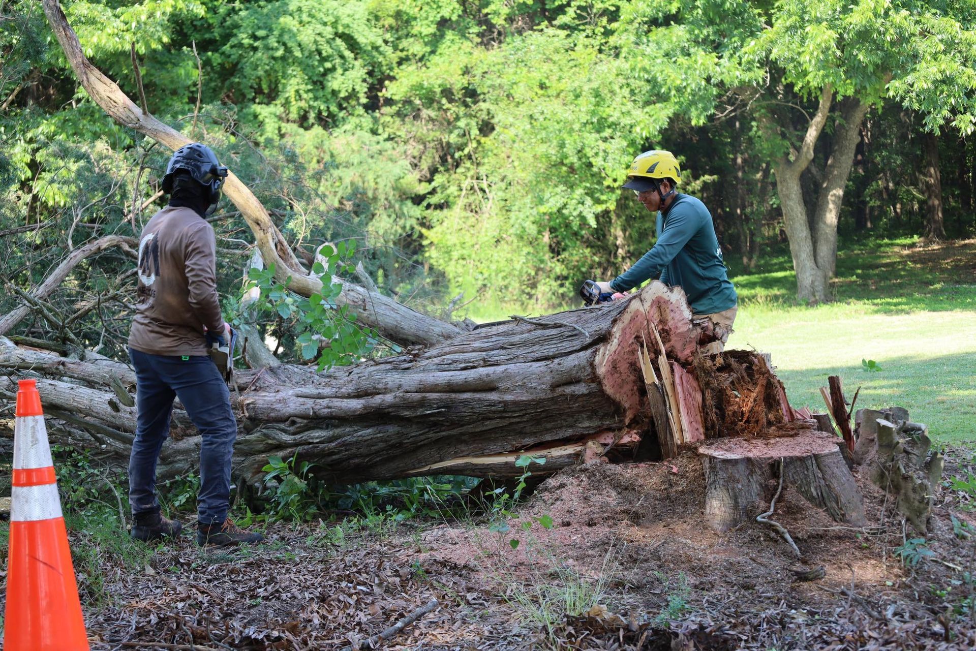 Two workers in a park are cutting a fallen tree. One uses a chainsaw, the other observes. Orange traffic cone in foreground.