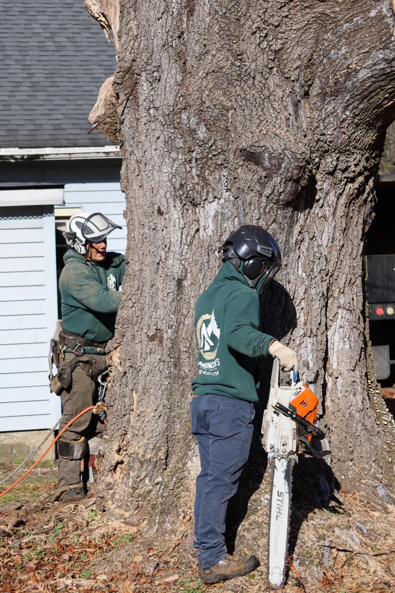 Two workers in safety gear prepare to cut a large tree with a chainsaw. One stands by, the other holds the chainsaw.