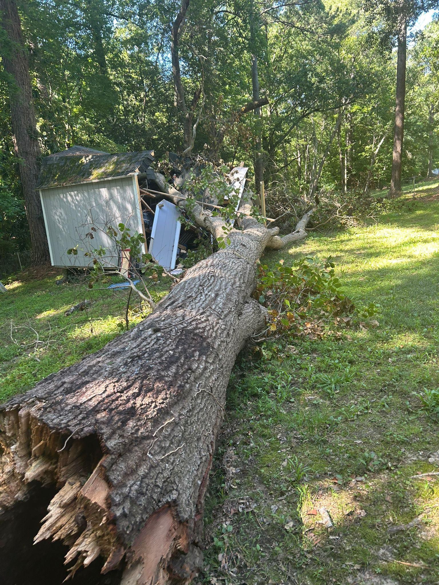 Fallen tree trunk on green grass, next to a small shed; sunlight, trees in the background.