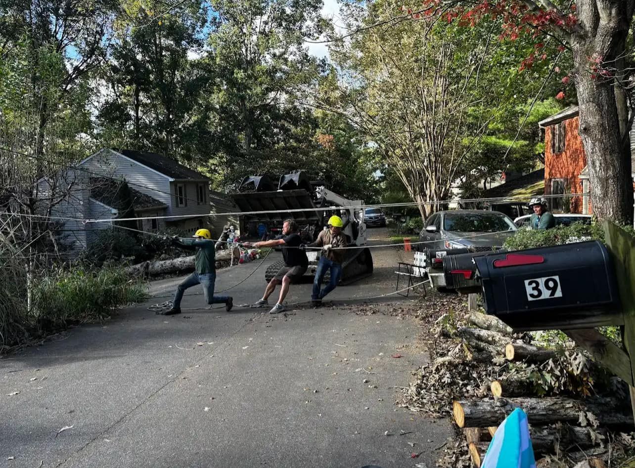 People pulling on a cable across a driveway to move trees. House in the background, mailbox with number 39.