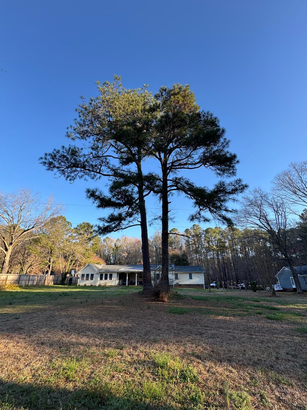 Two pine trees in a field with a house in the background.