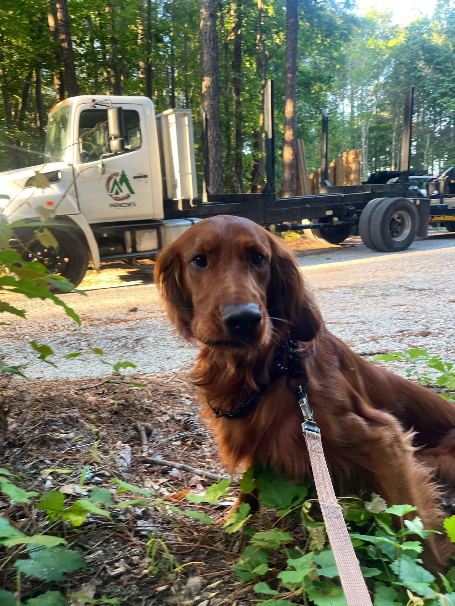 Irish Setter on a leash in front of a truck, outdoors. Dog has brown fur, a focused expression.