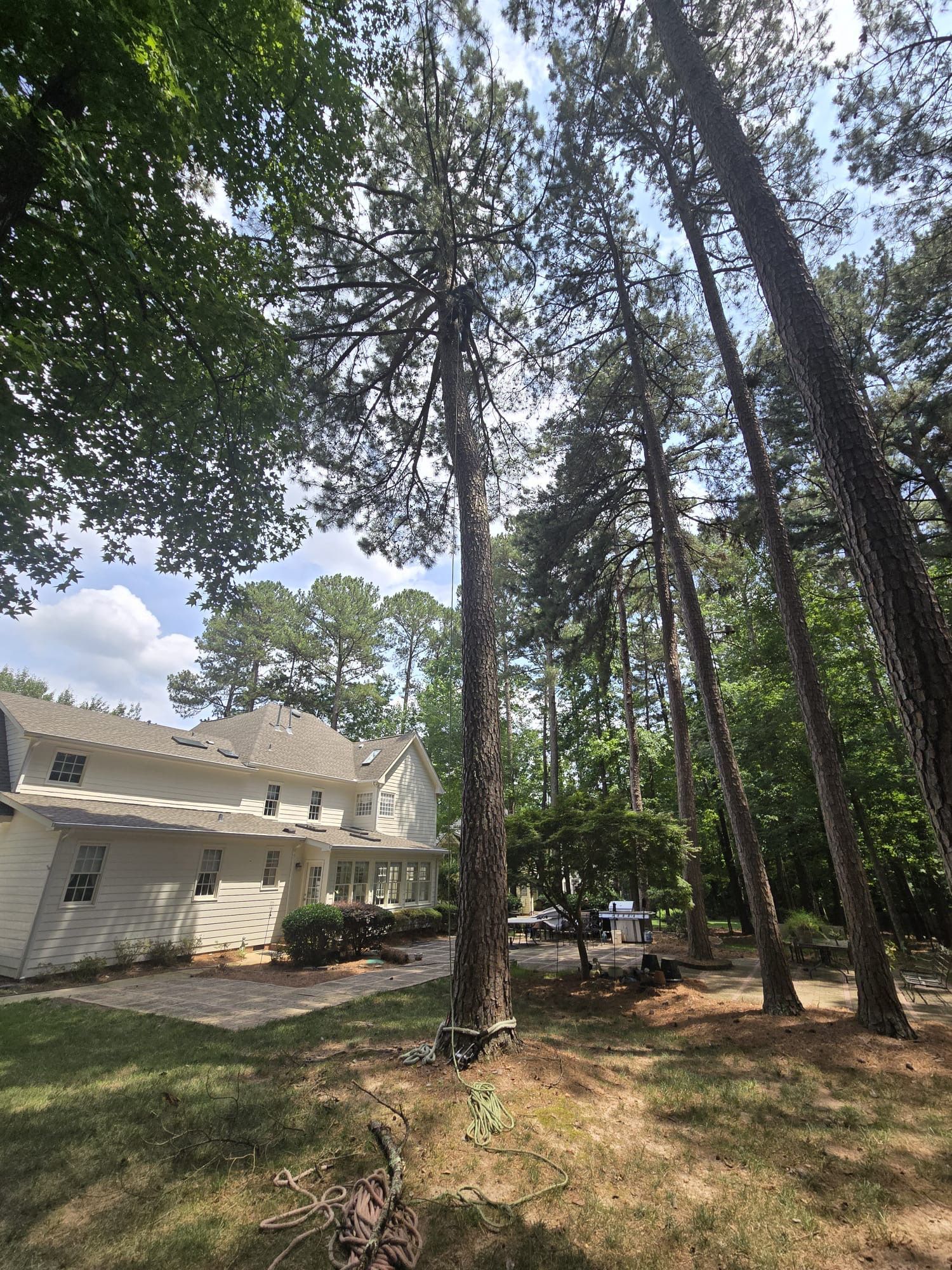 A house is surrounded by trees and a lot of trees in front of it.