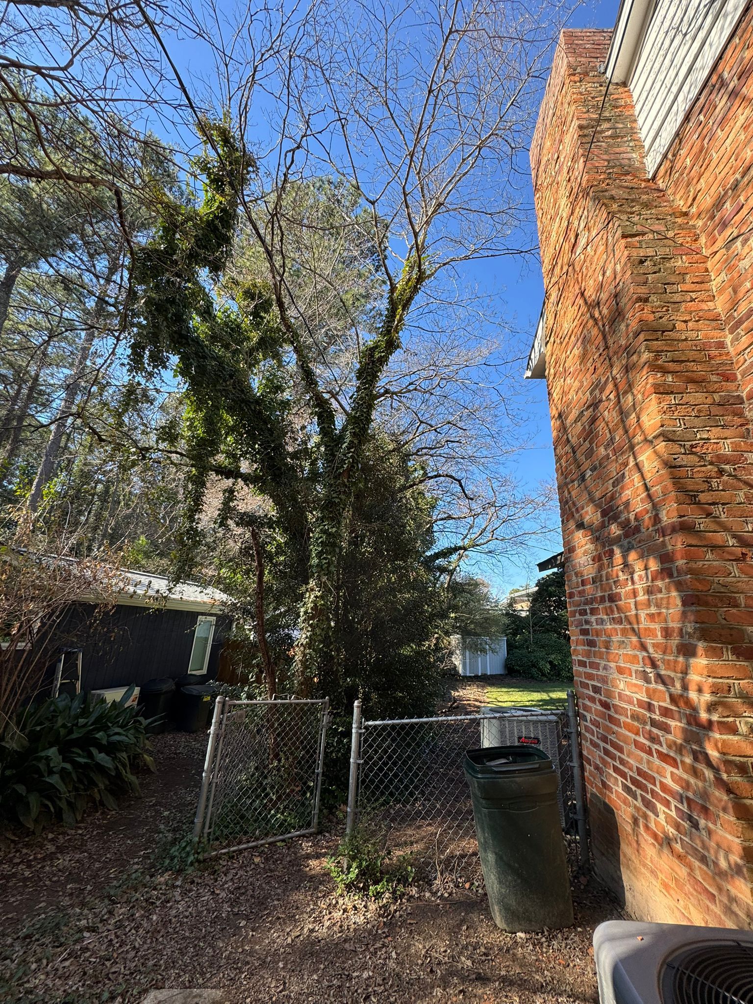 A tree is growing on the side of a brick building next to a chain link fence.