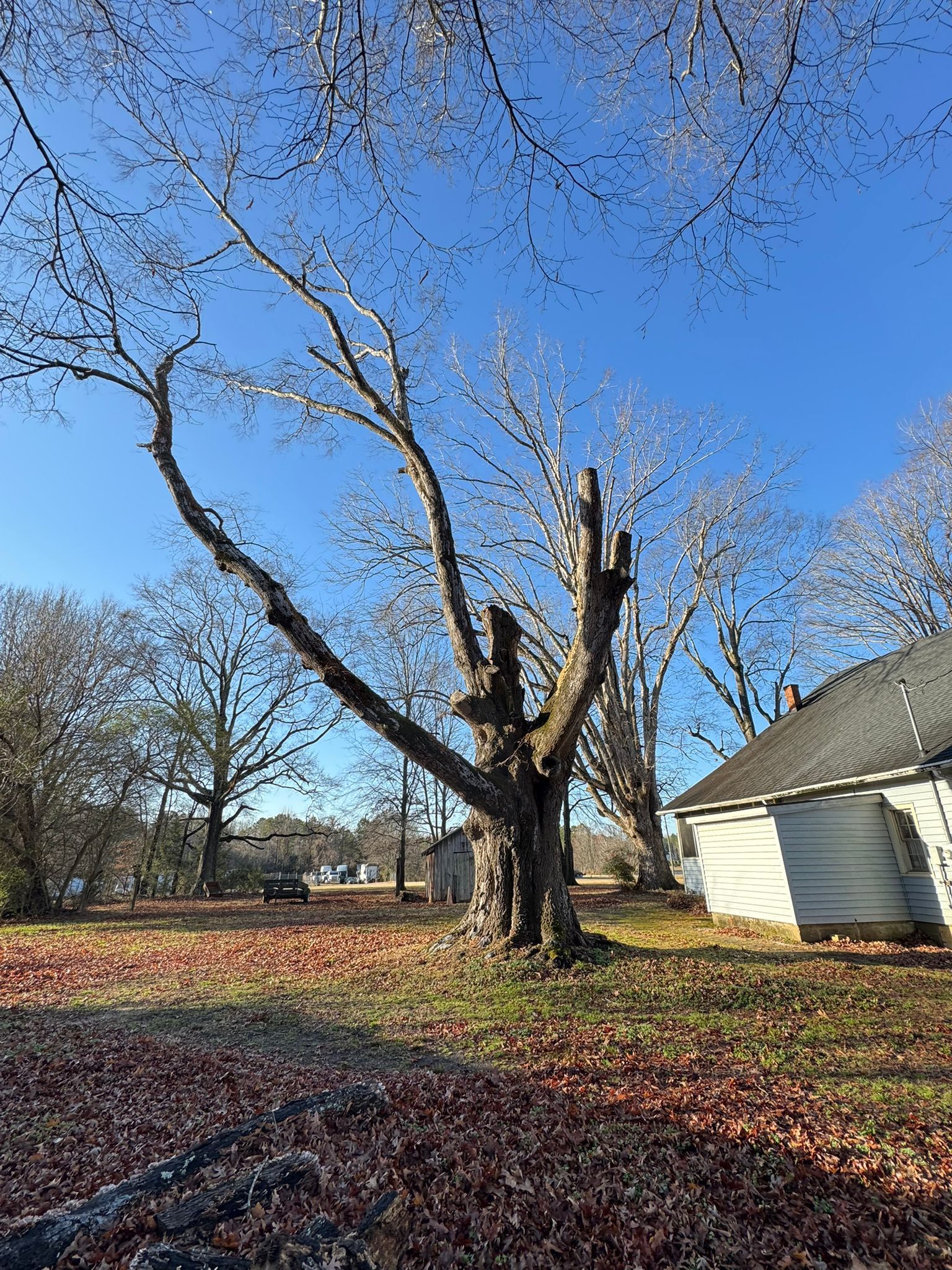 A tree with a broken branch is in a yard next to a house.