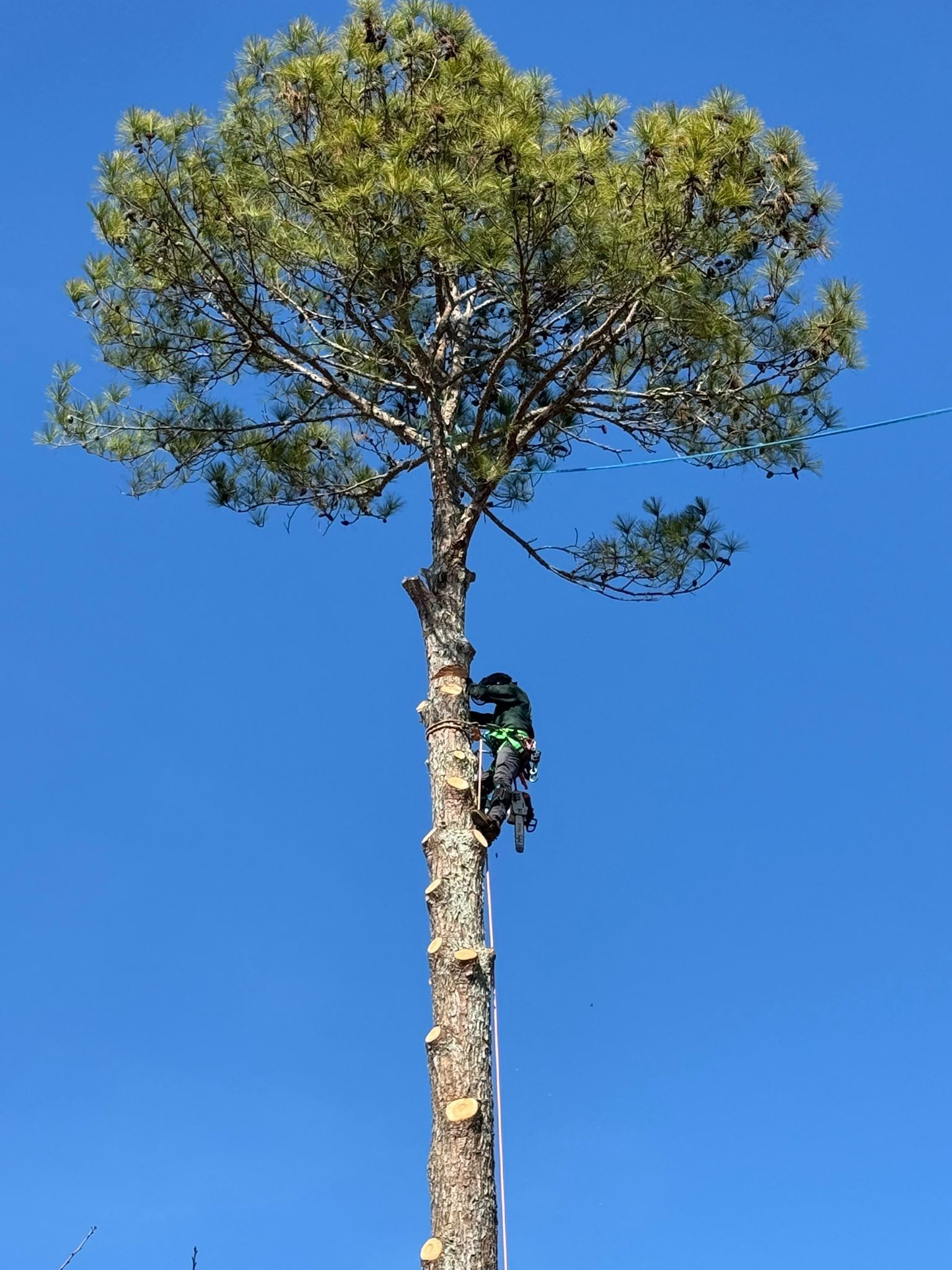 A man is climbing a tree with a blue sky in the background.