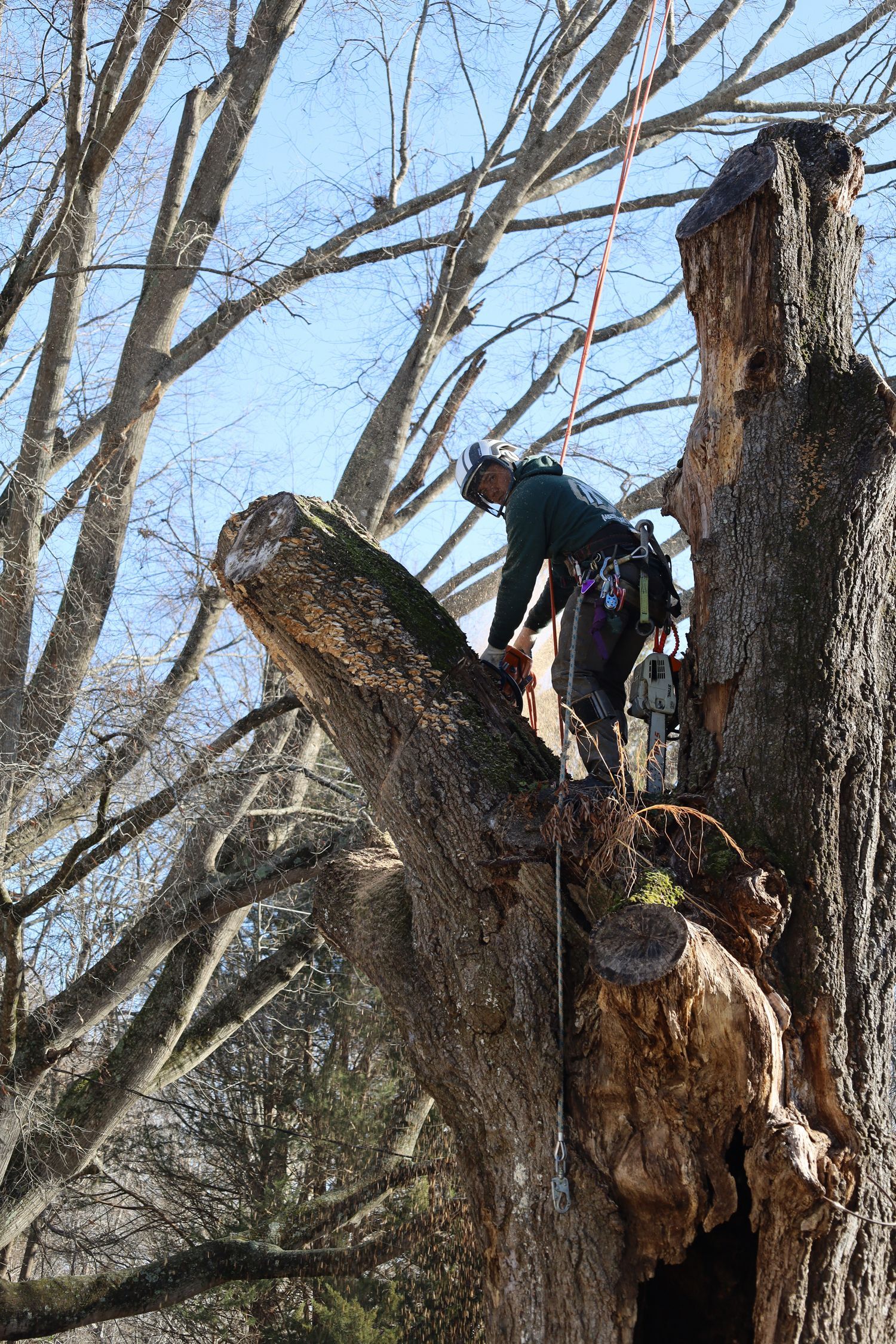 A man is climbing a tree with a chainsaw.