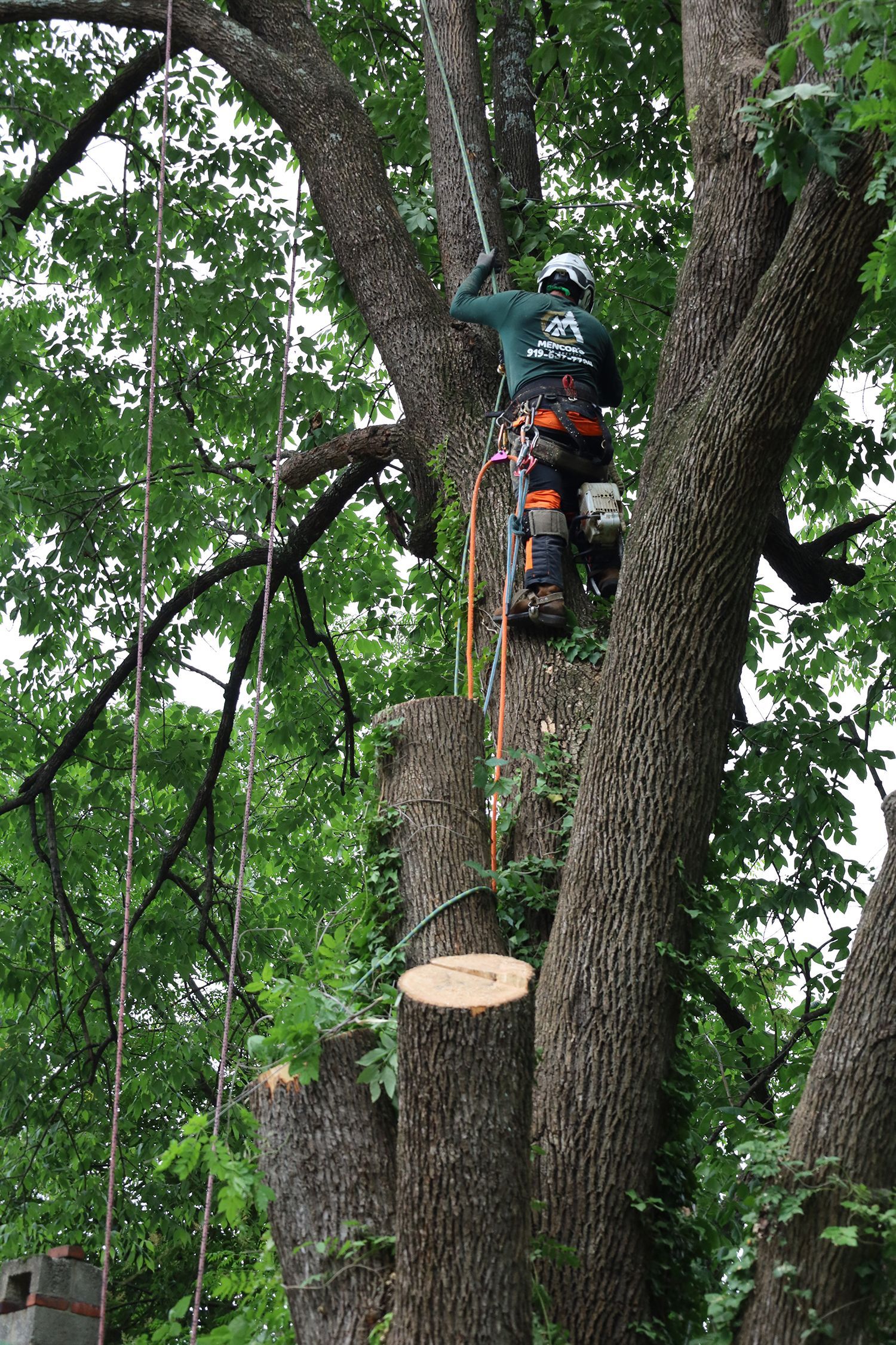 A man is climbing up a tree with a chainsaw.