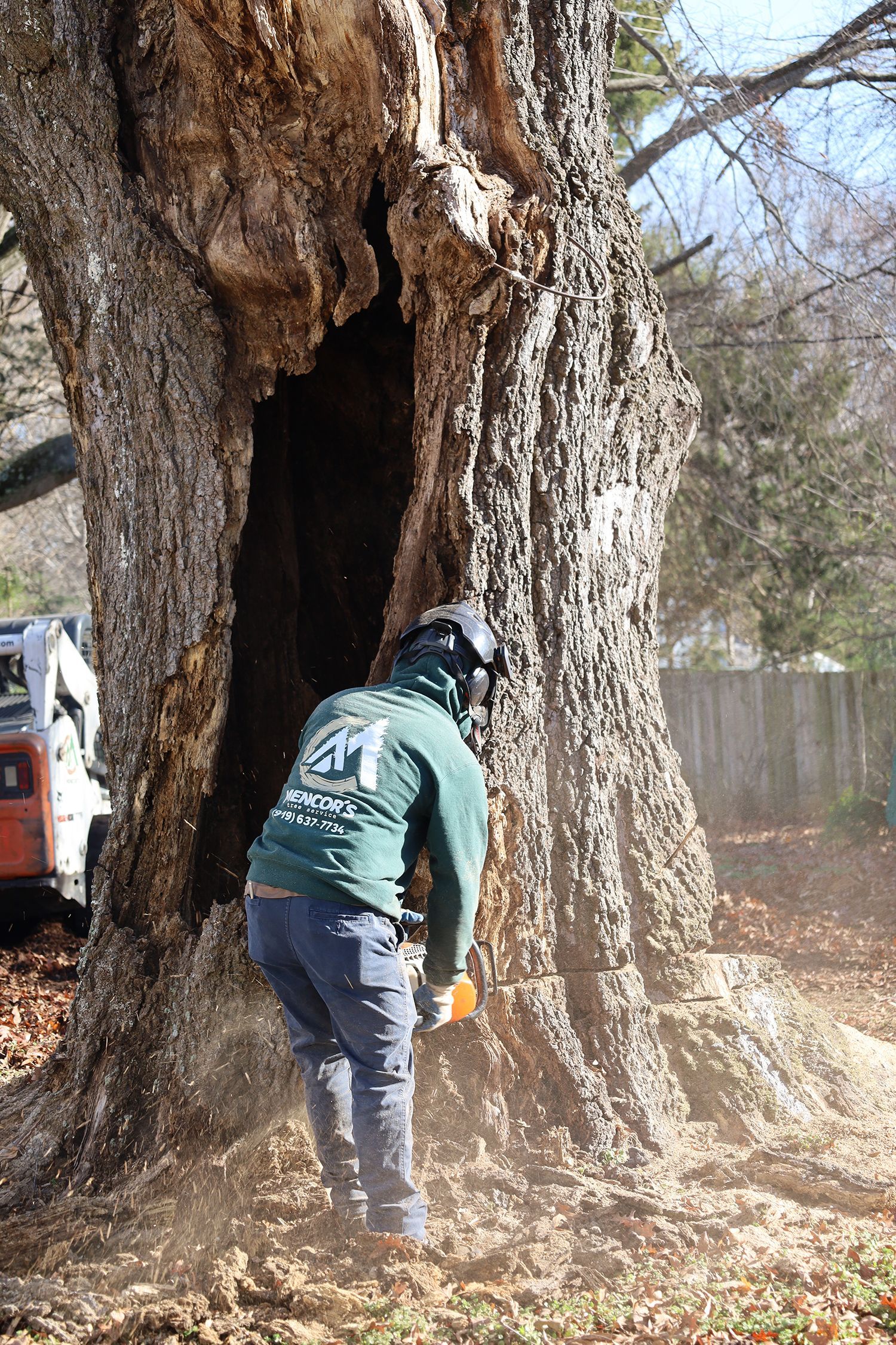 A man is cutting a tree with a chainsaw.