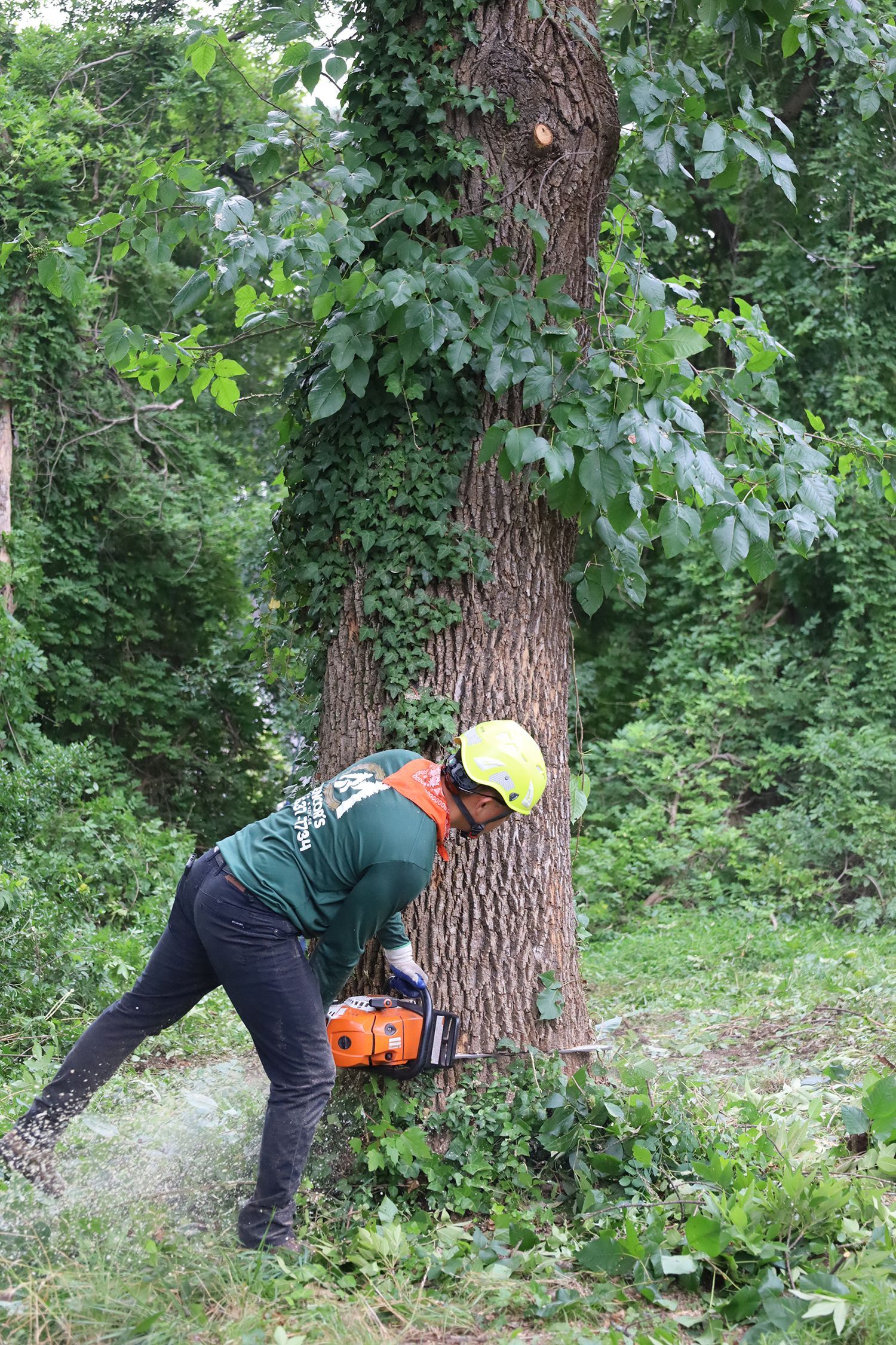 A man is cutting a tree with a chainsaw in the woods.