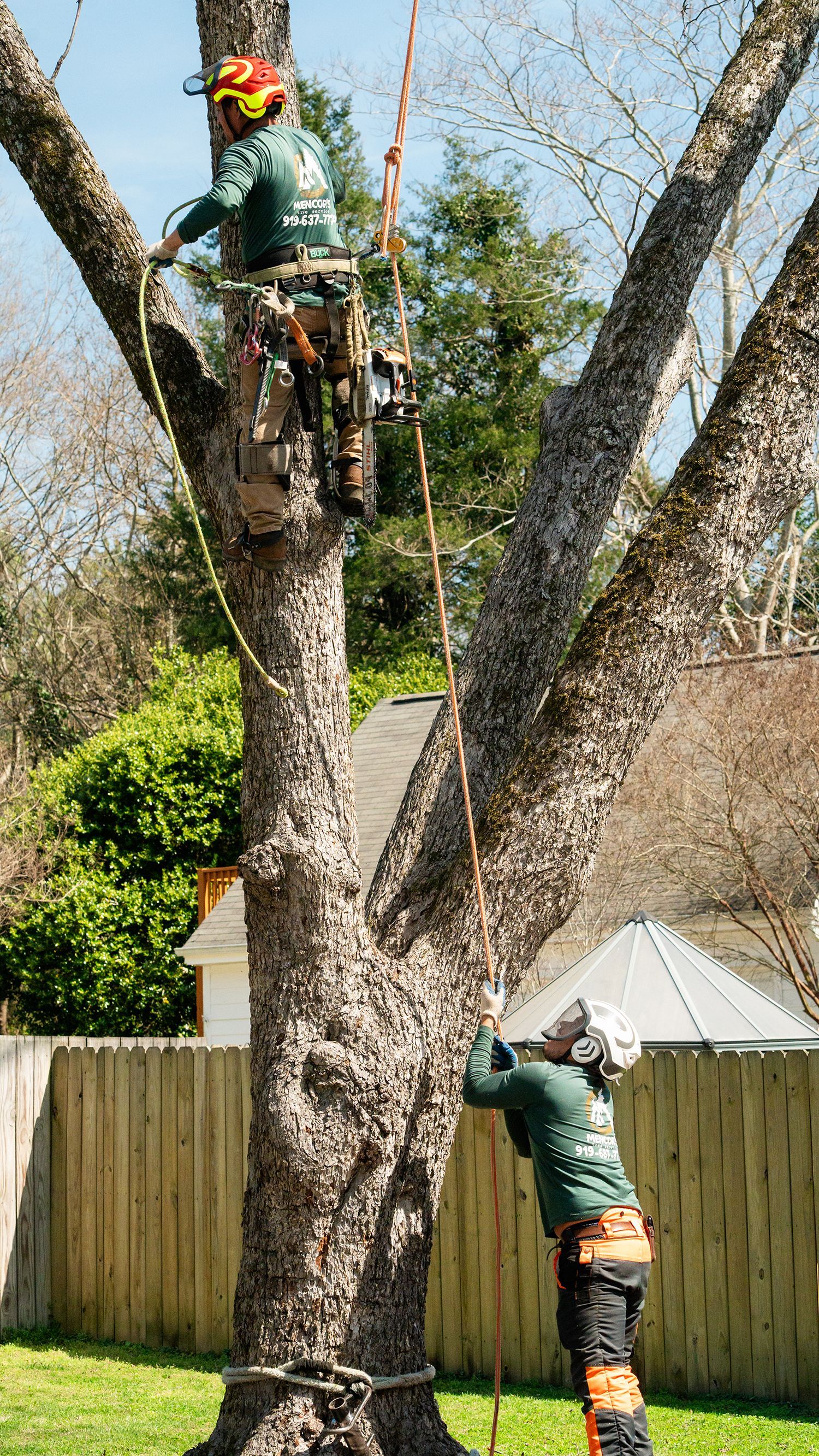 A man is climbing a tree with a chainsaw.