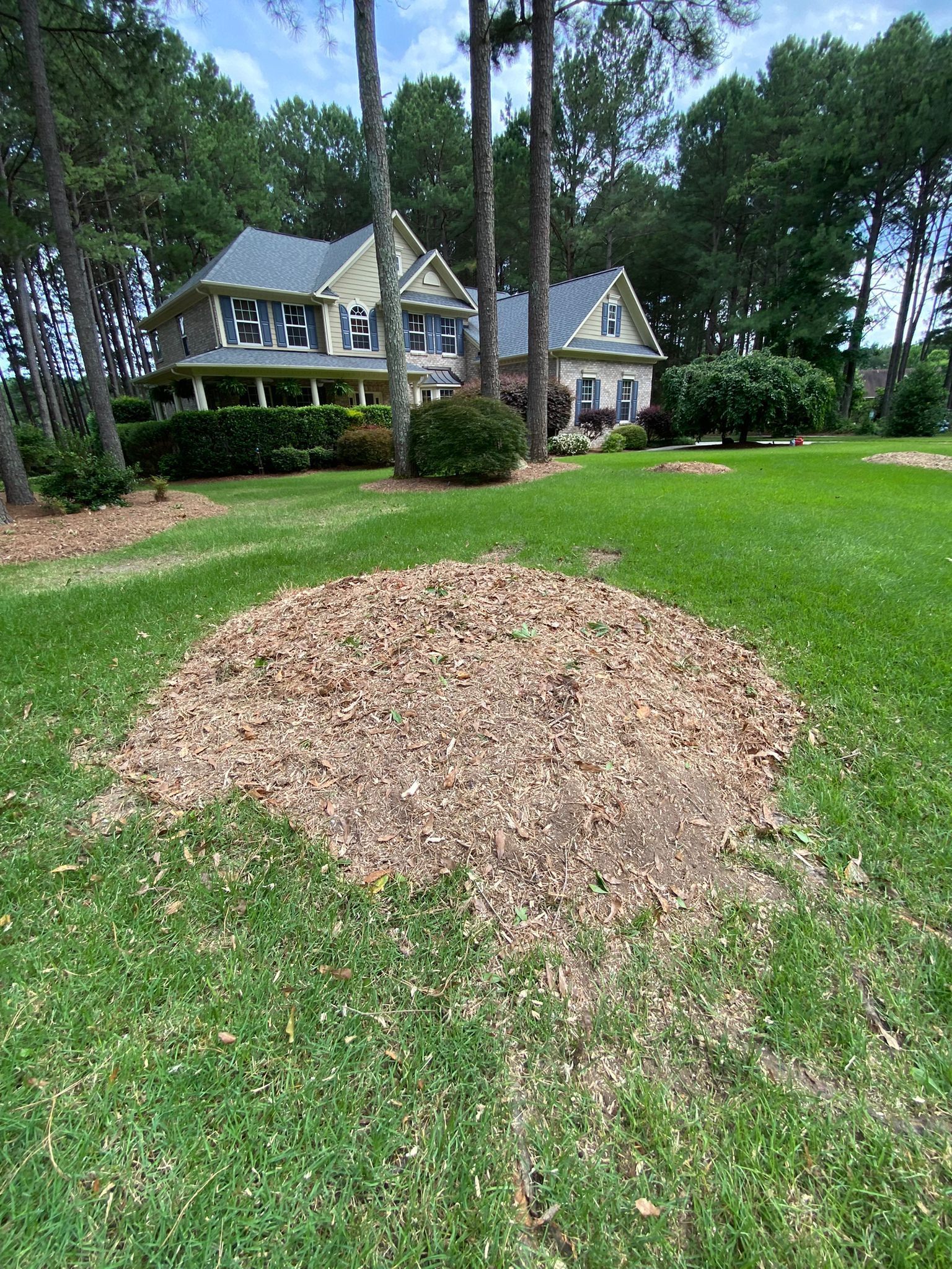 A large pile of mulch is in the middle of a lush green lawn in front of a house.