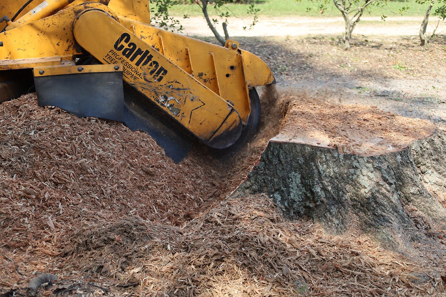 A yellow carlton stump grinder is grinding a tree stump.