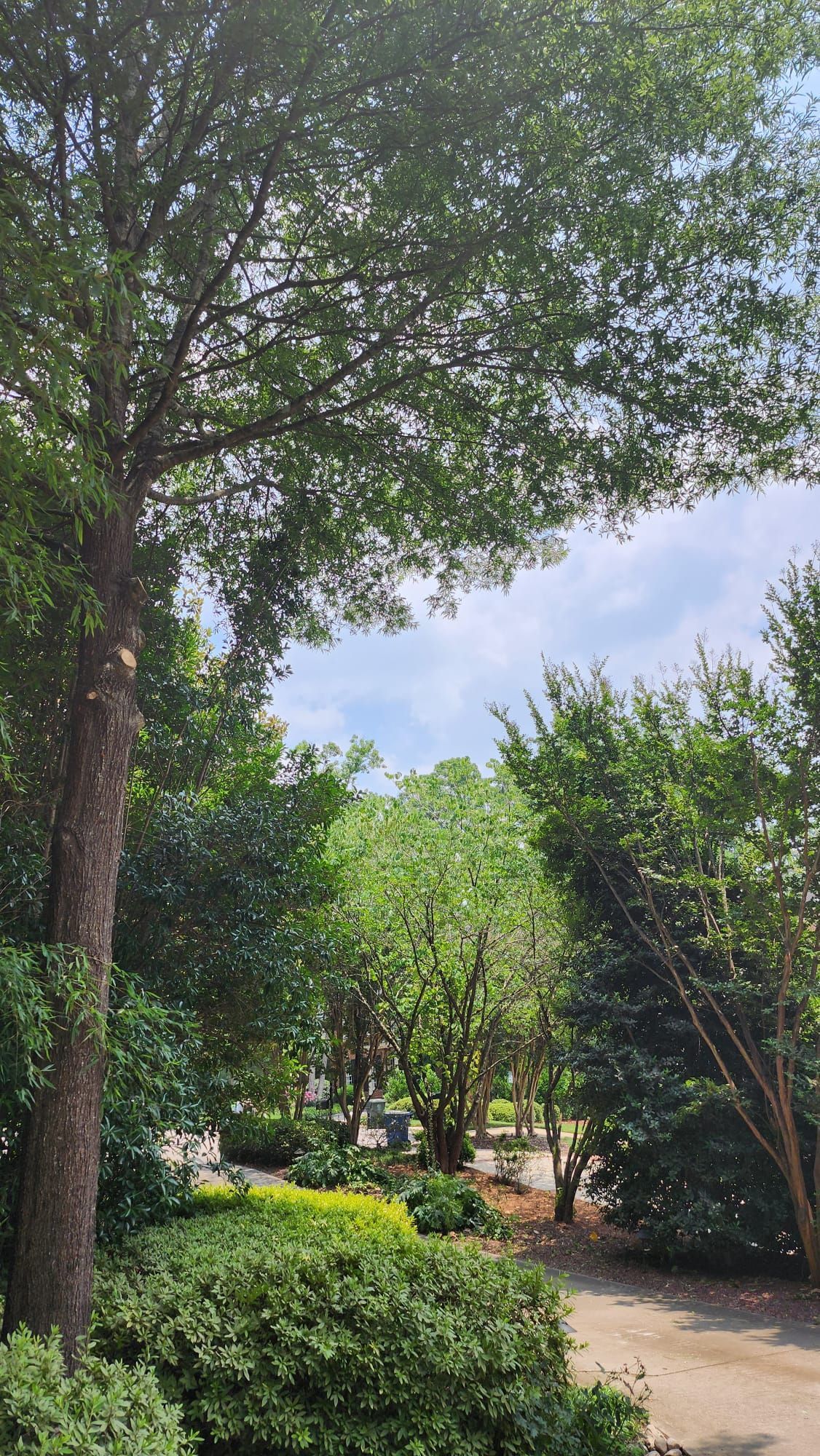 A tree in the middle of a park with lots of trees and bushes.