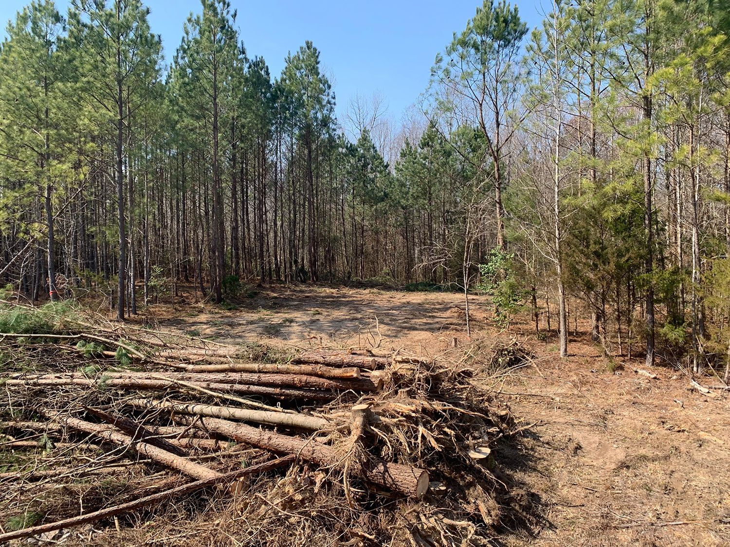 A pile of logs in the middle of a forest.