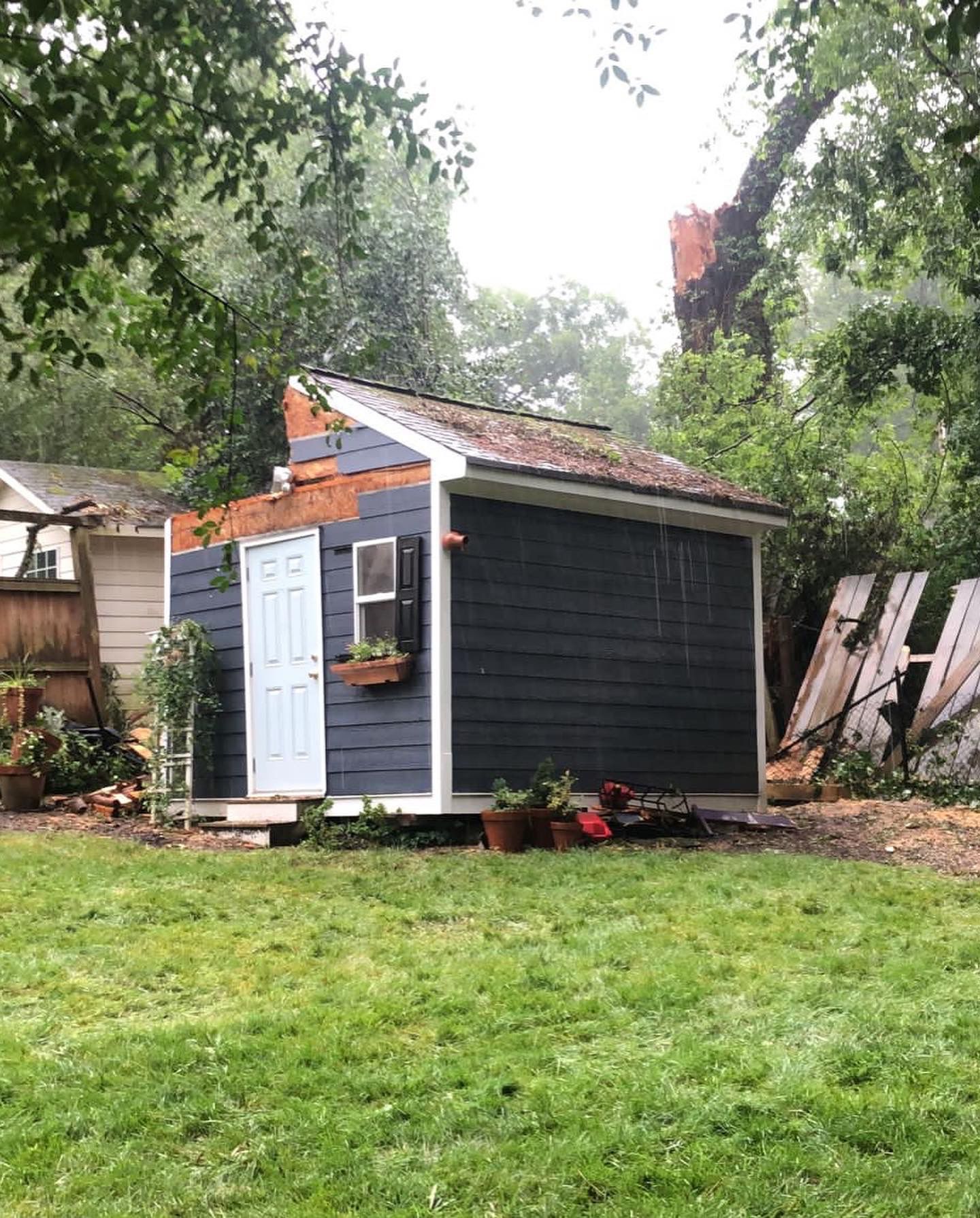A small blue shed is sitting in the middle of a lush green yard.