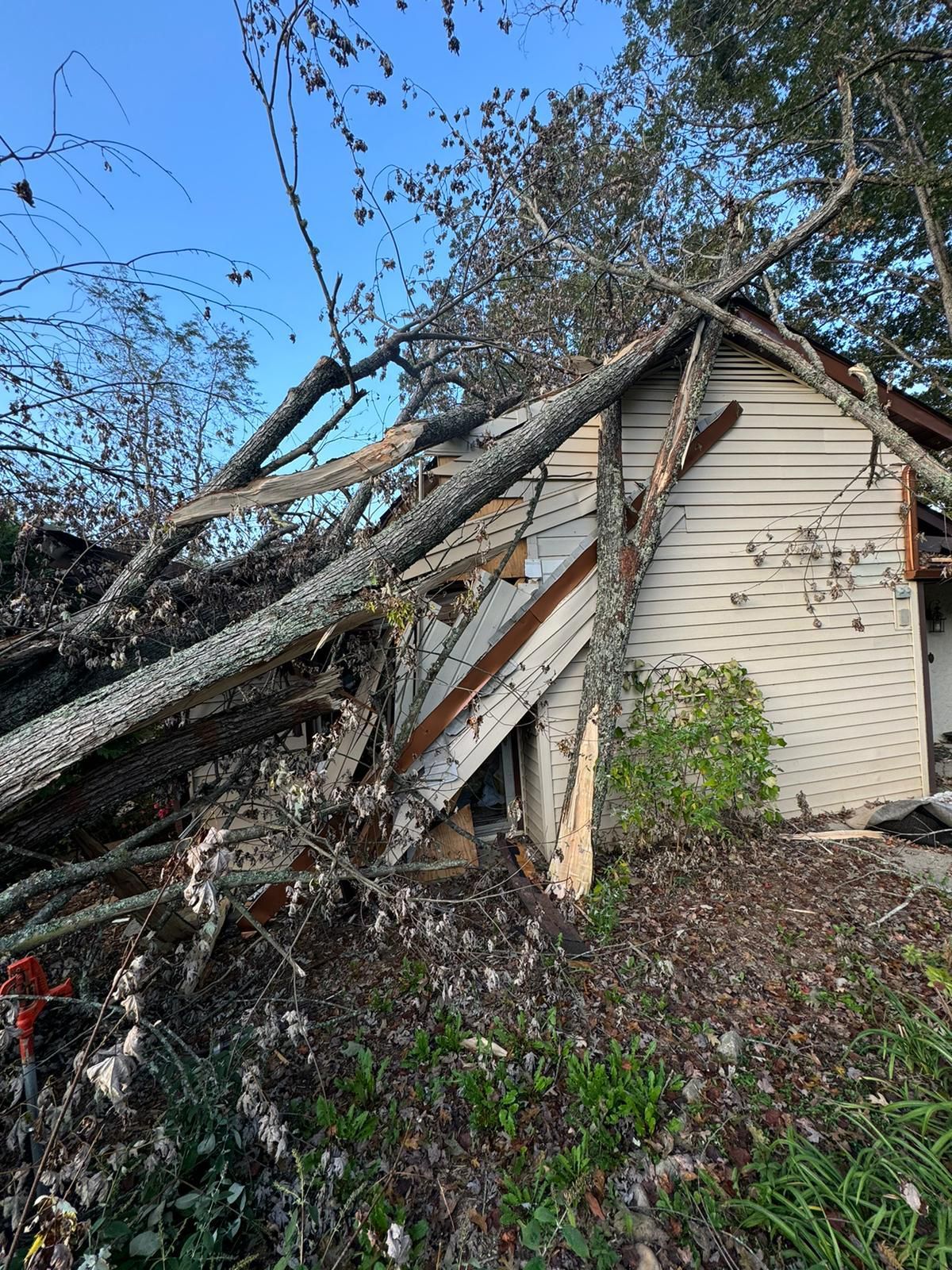 A house with a lot of trees fallen on it.