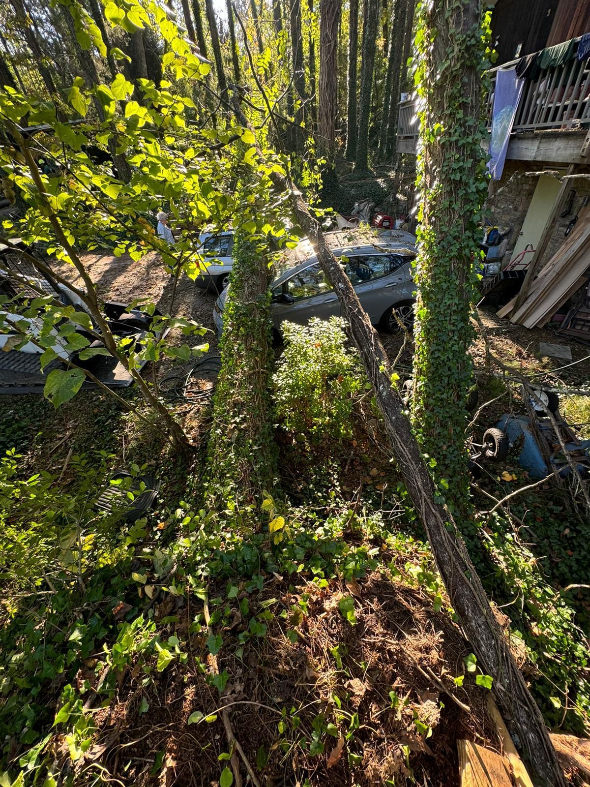 A car is sitting under a tree in the middle of a forest.