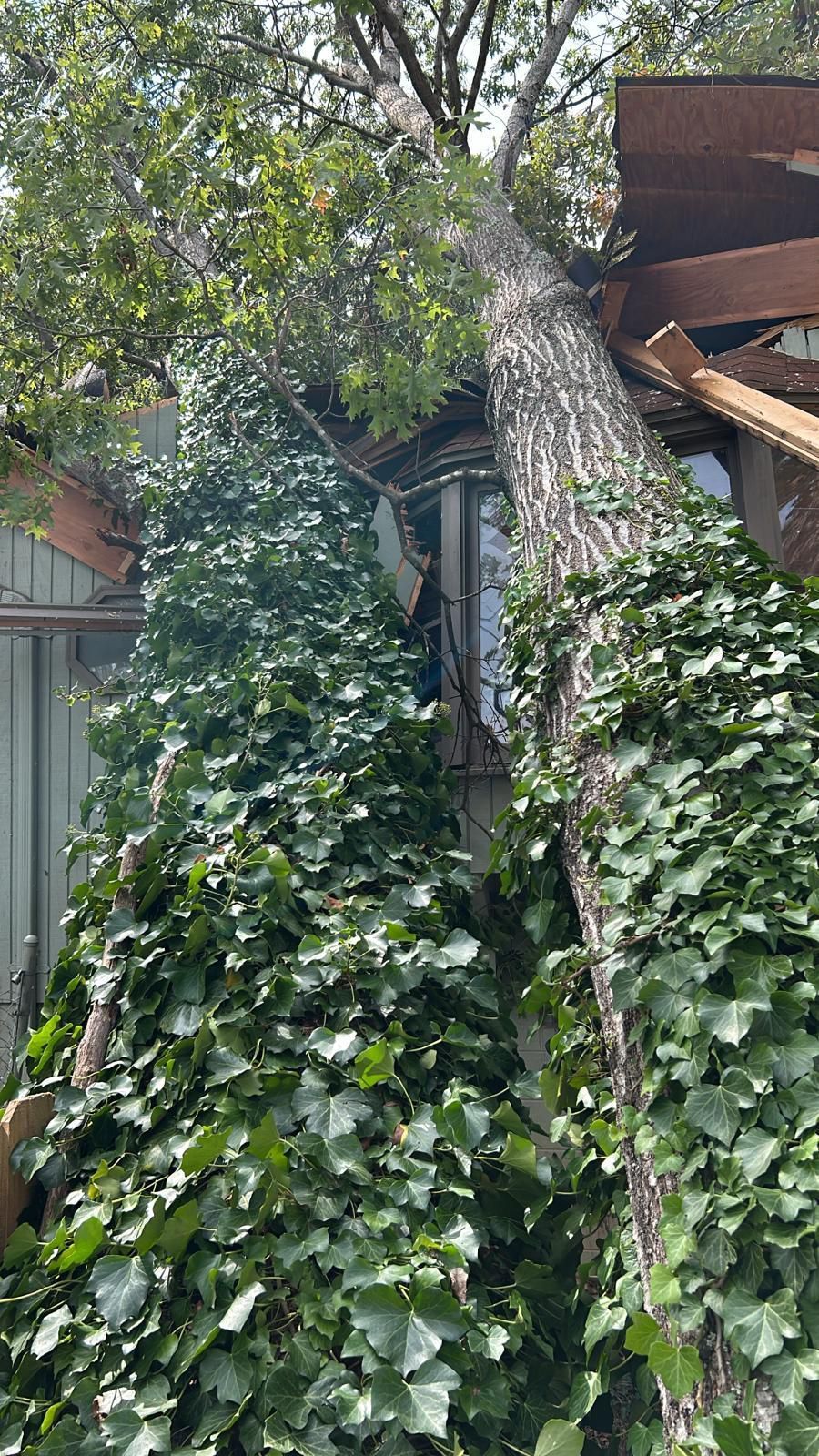 A tree that has fallen on top of a house.
