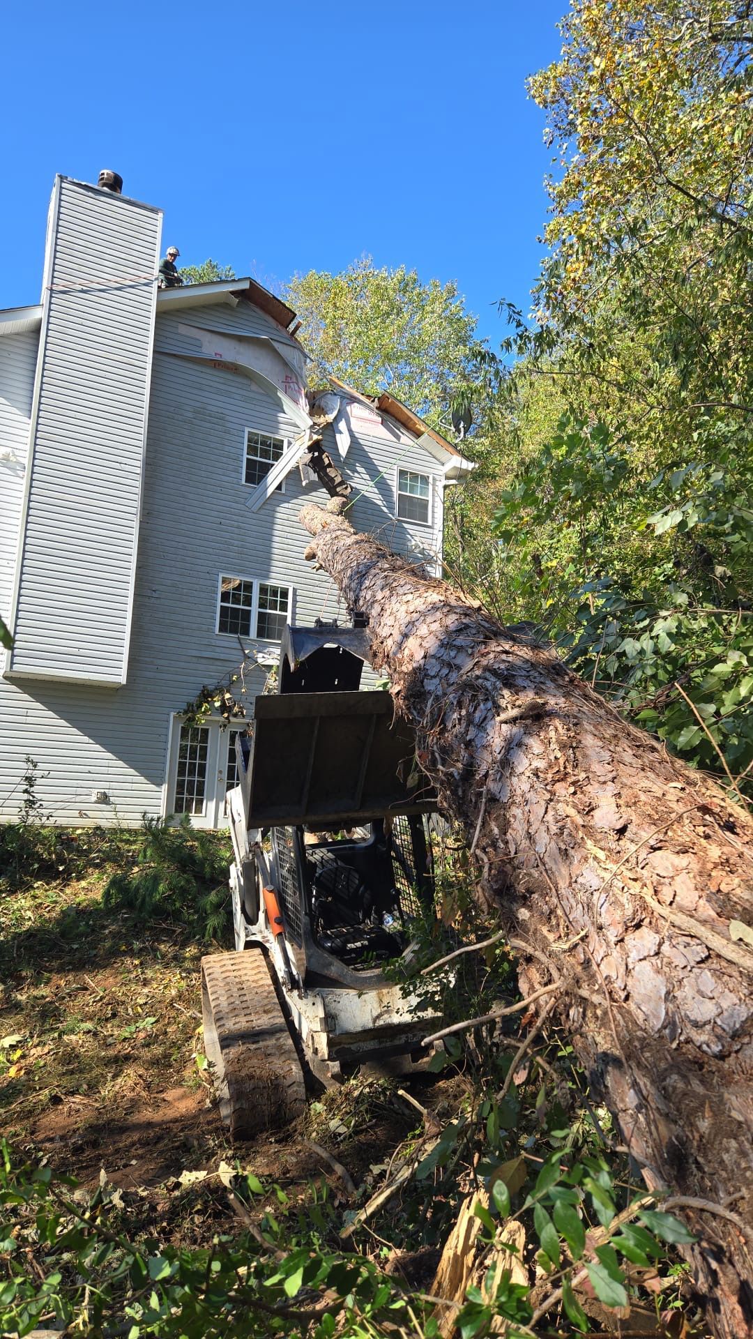 A large tree is being cut down in front of a house.