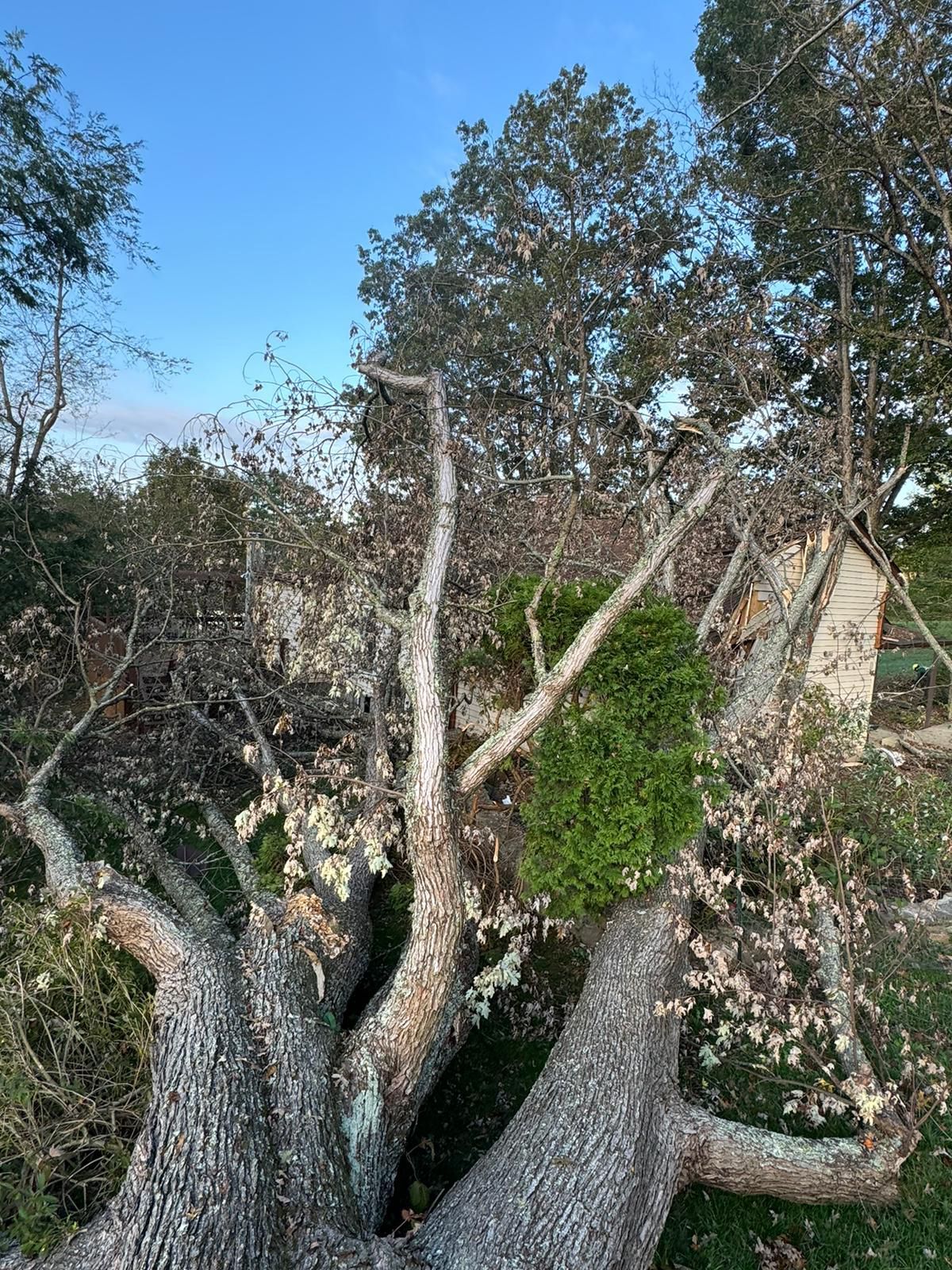 A tree that has fallen in the middle of a field with a blue sky in the background.