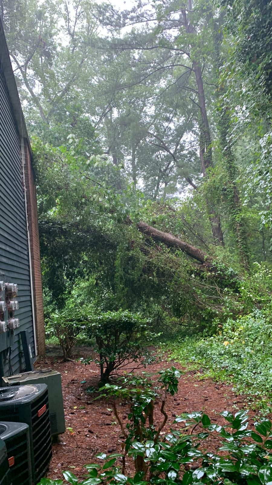 A tree has fallen on the side of a house.